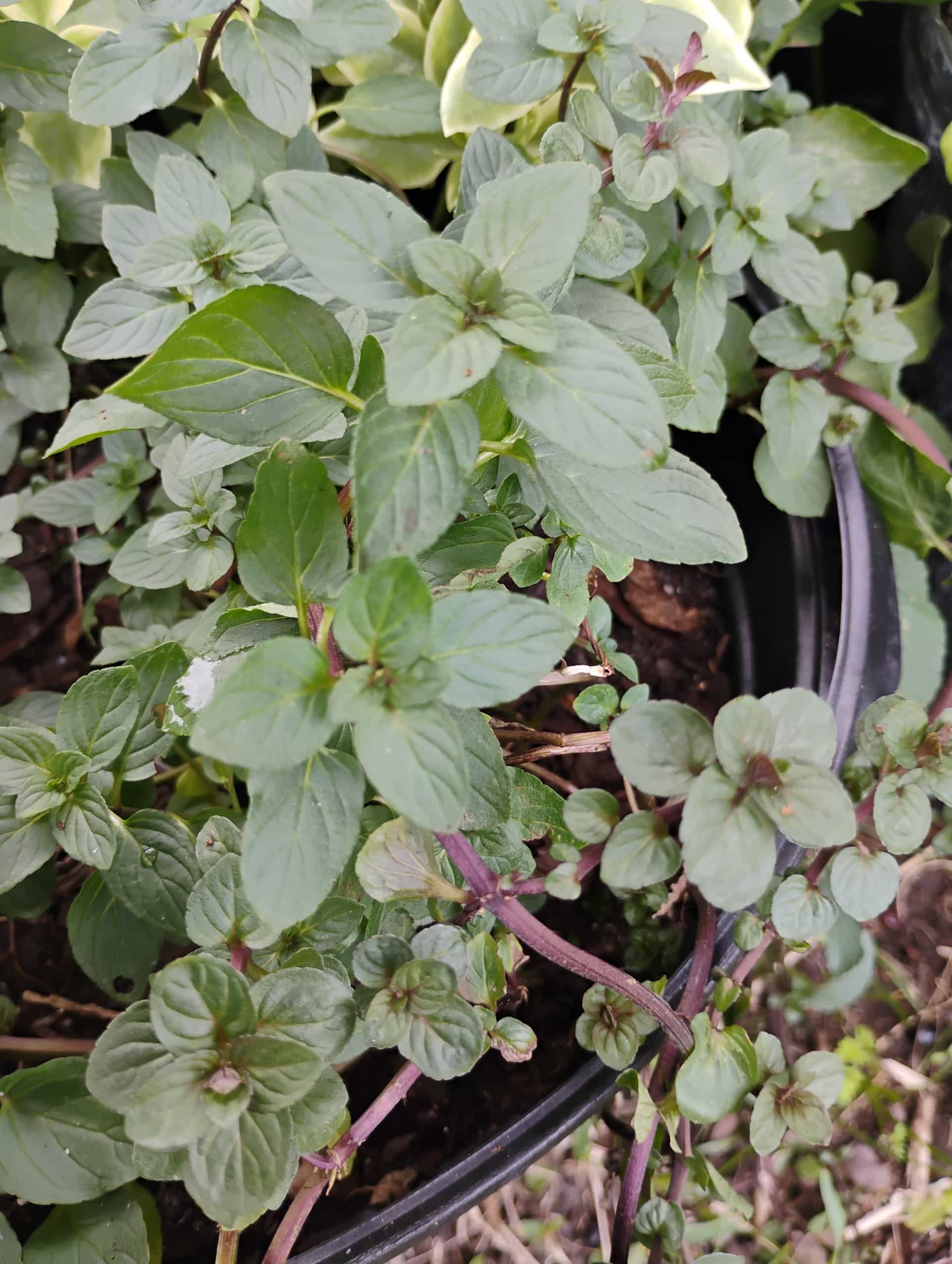 Mint (Mentha), Herb
