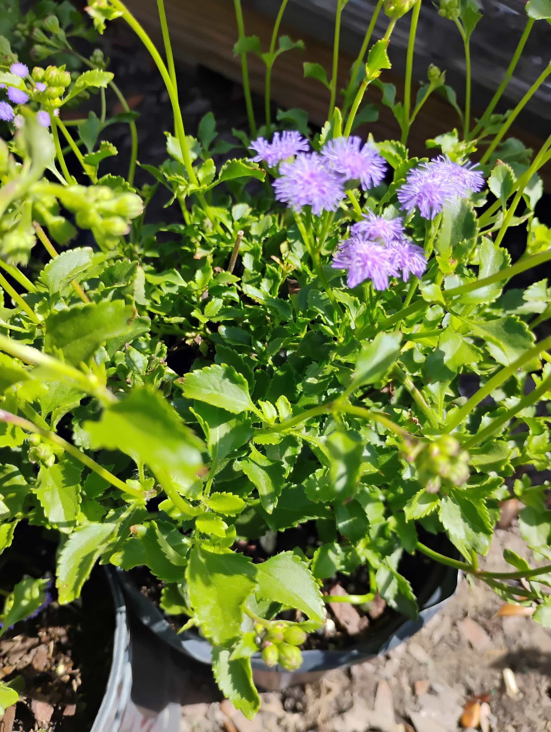 Blue Mistflower (Conoclinium coelestinum), Perennial