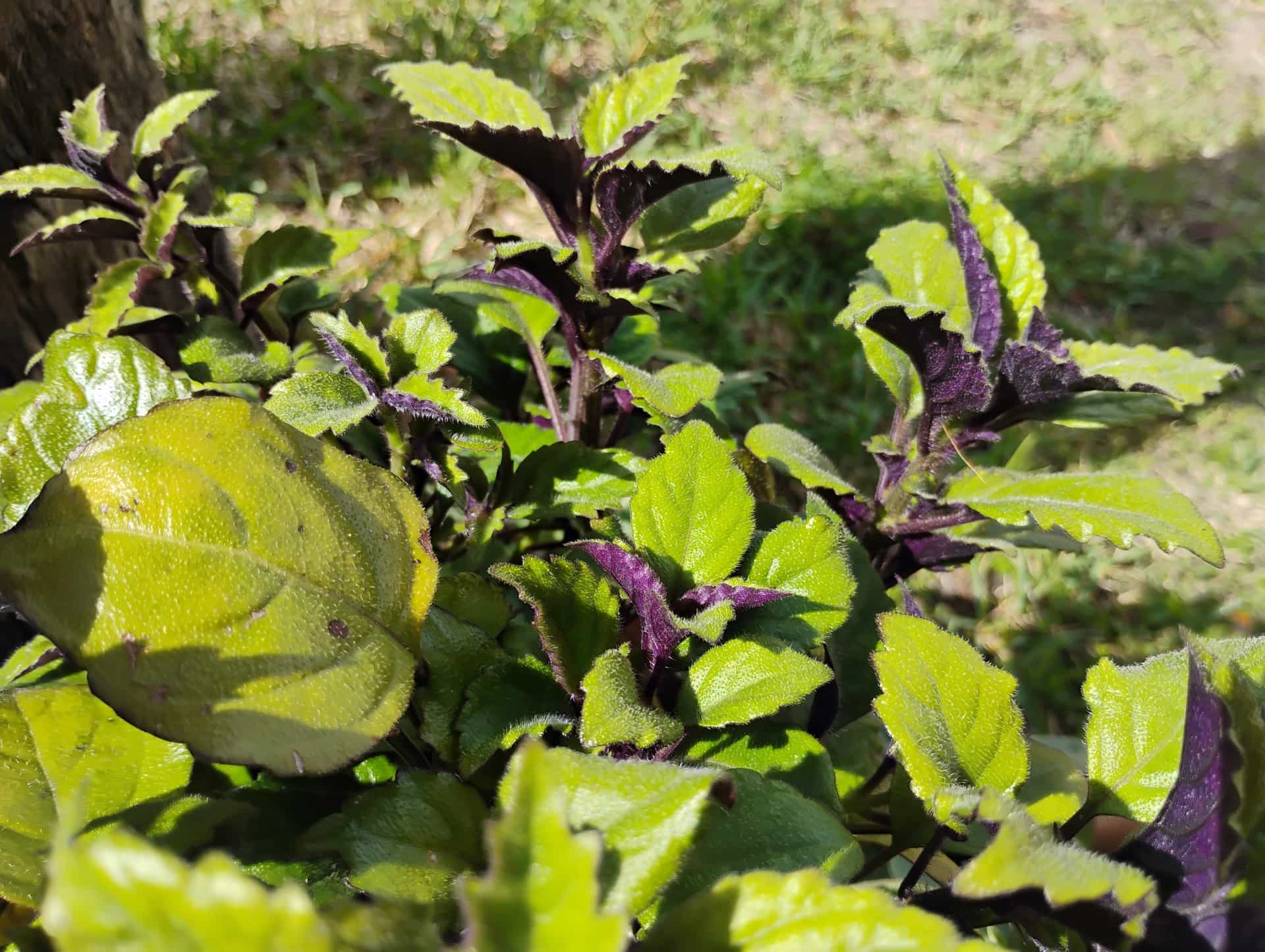 Mona Lavender, Perennial