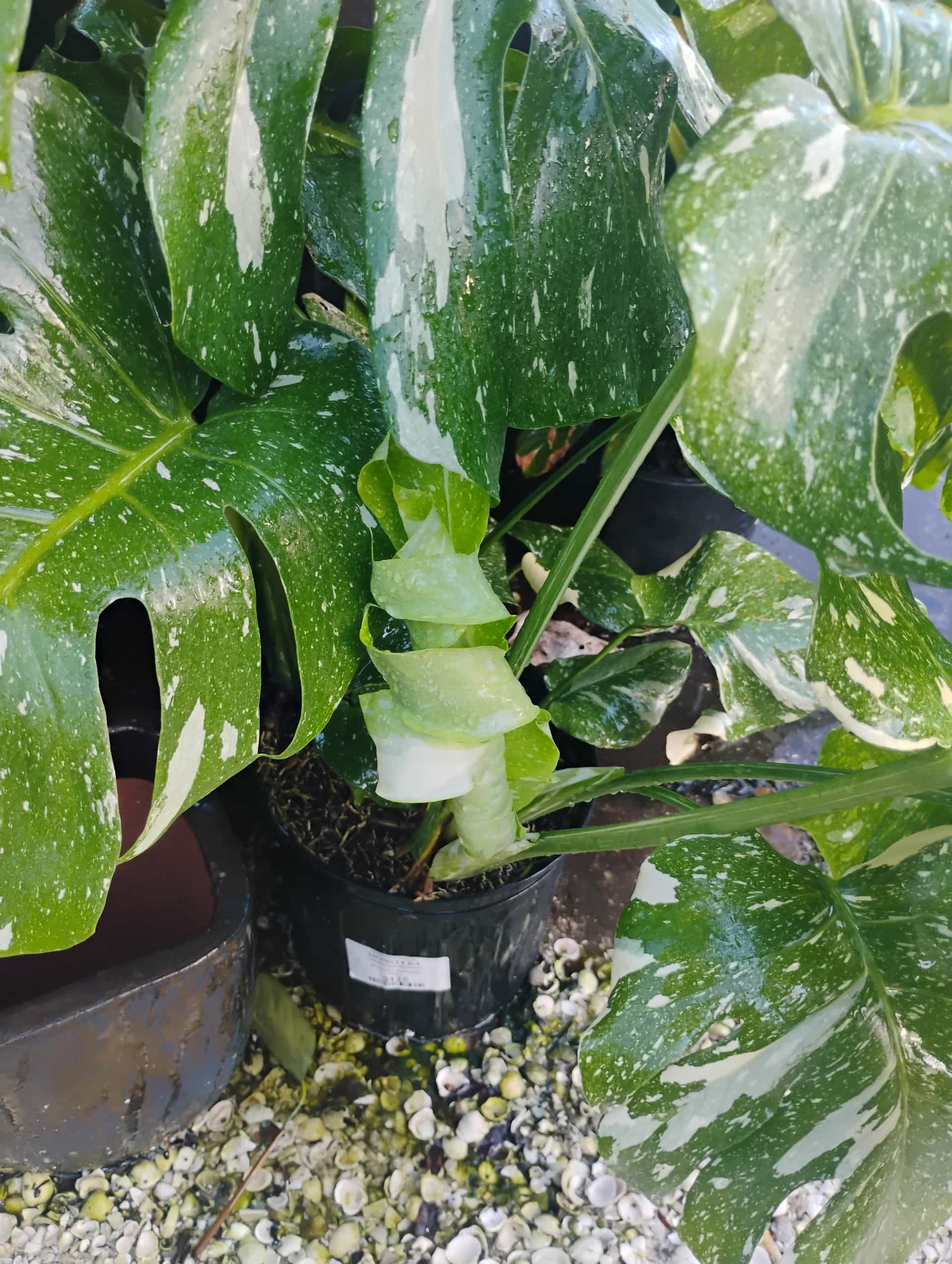 Monstera (Monstera deliciosa), Houseplant