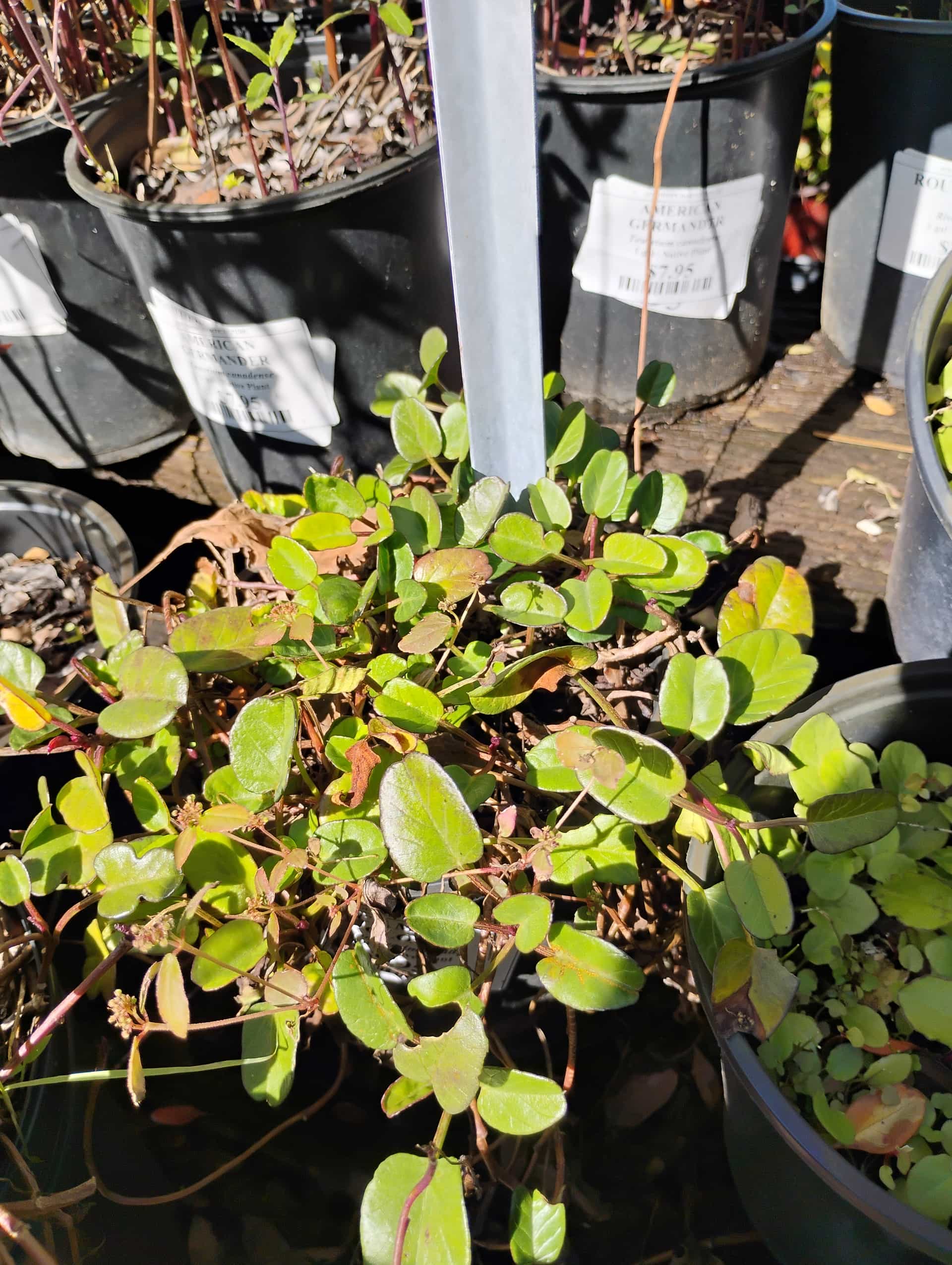 Morning Glory (Ipomoea purpurea), Vine