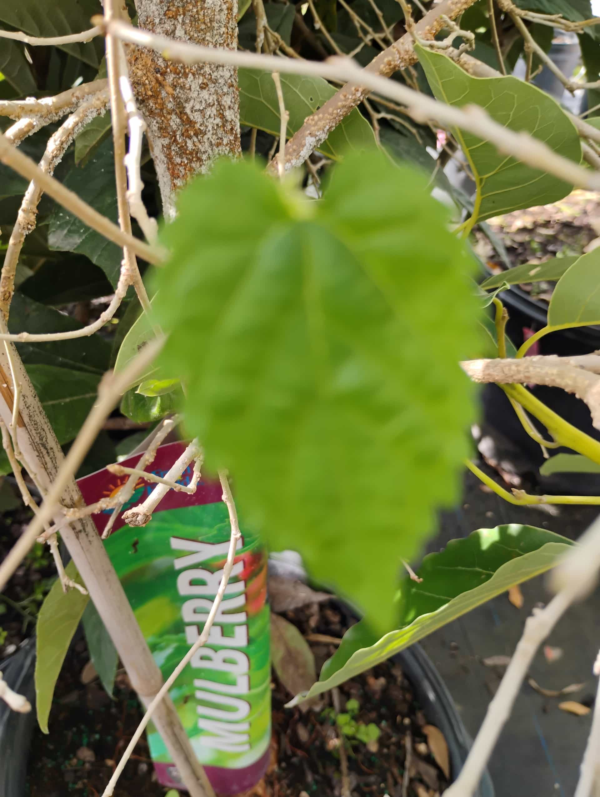 Red Mulberry (Morus rubra), Fruit Tree