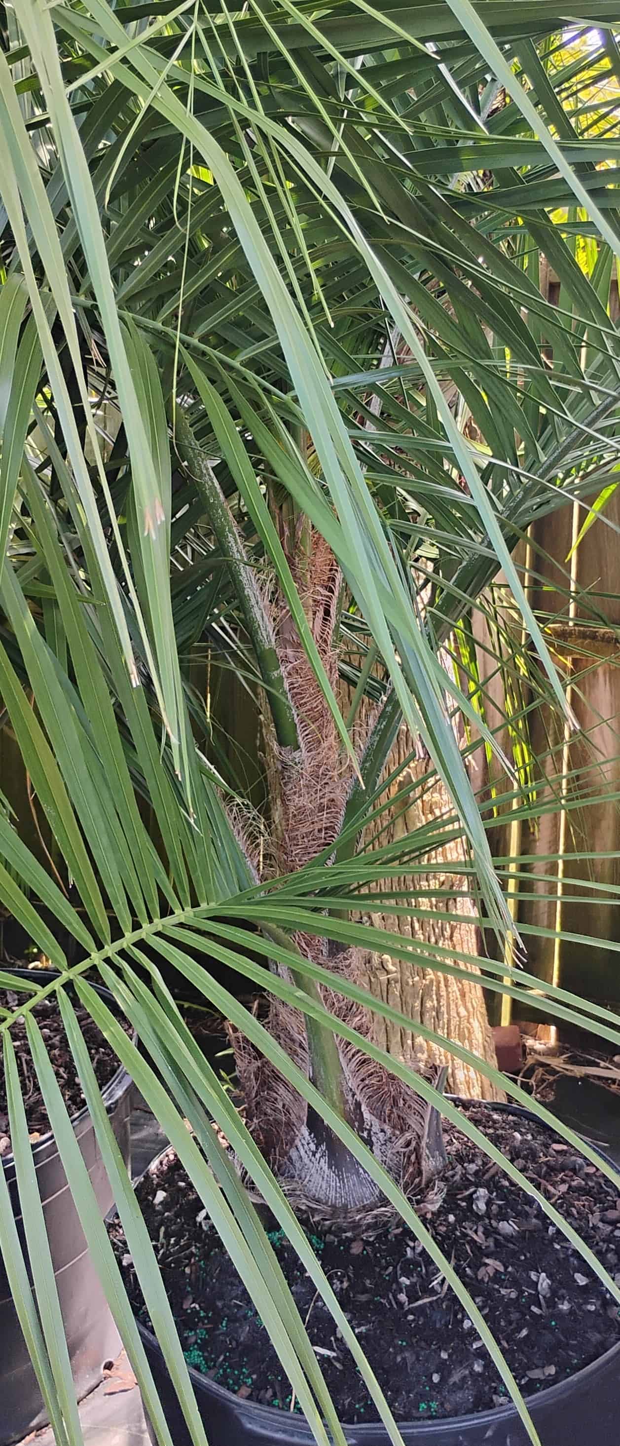 Mule Palm (Butyagrus nabonnandii), Palm