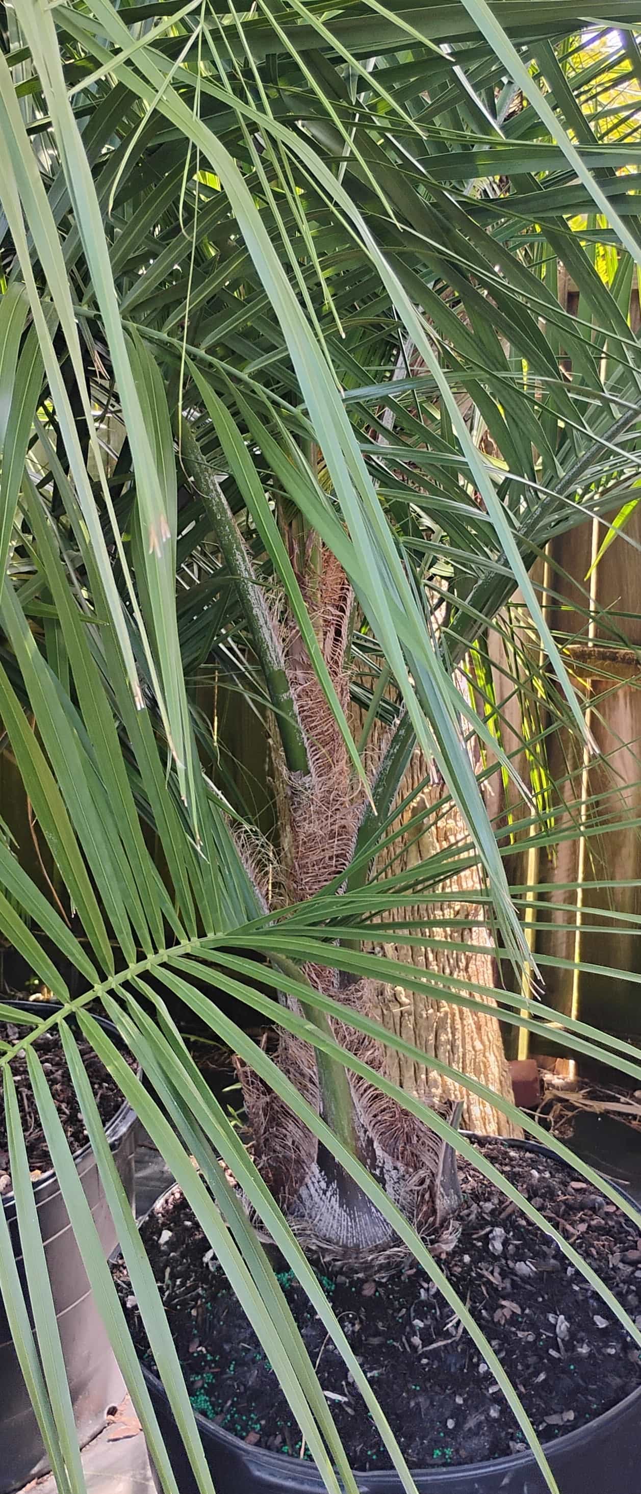 Mule Palm (Butyagrus nabonnandii), Palm