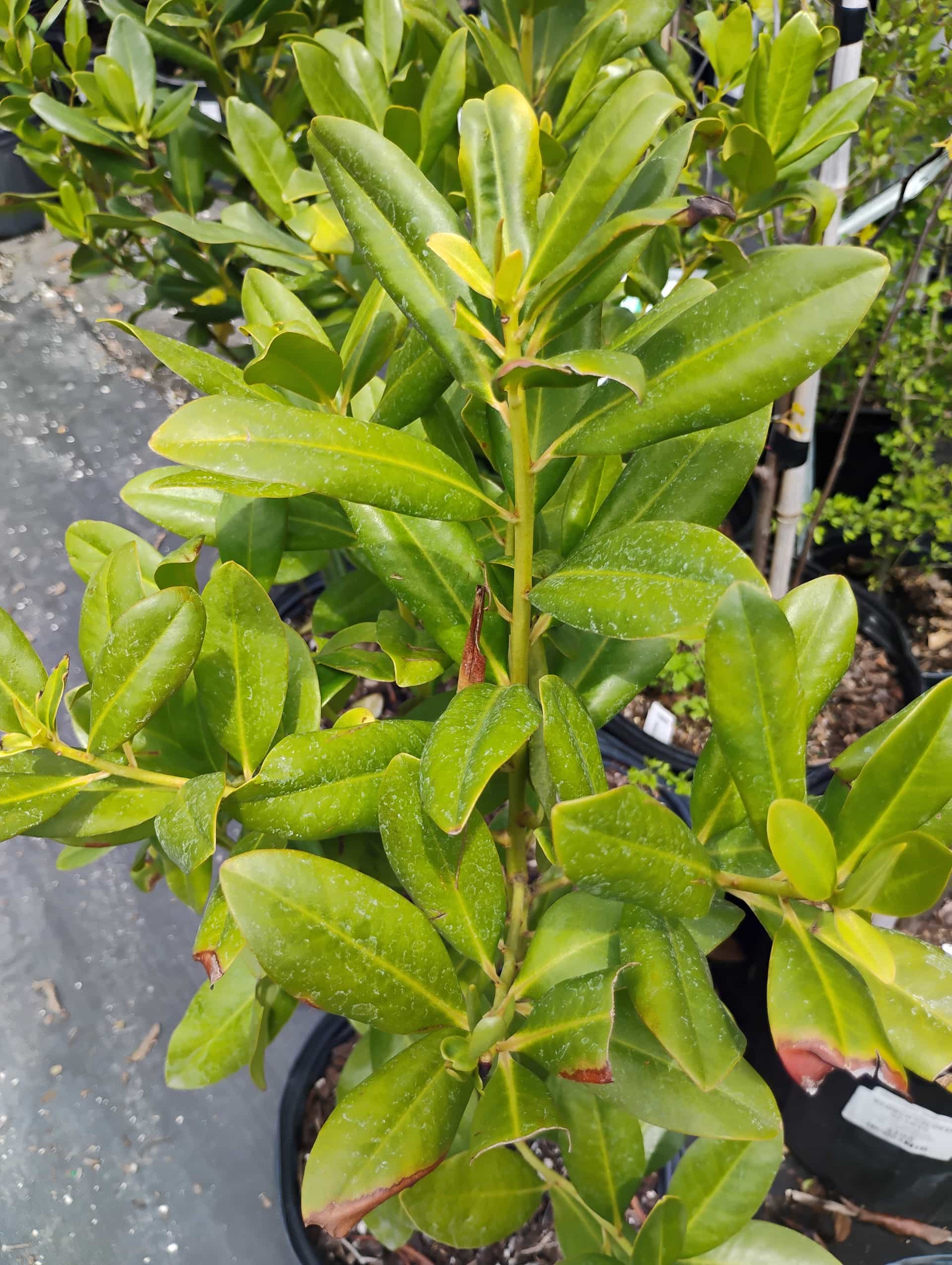 Myrsine (Myrsine cubana), Shrub