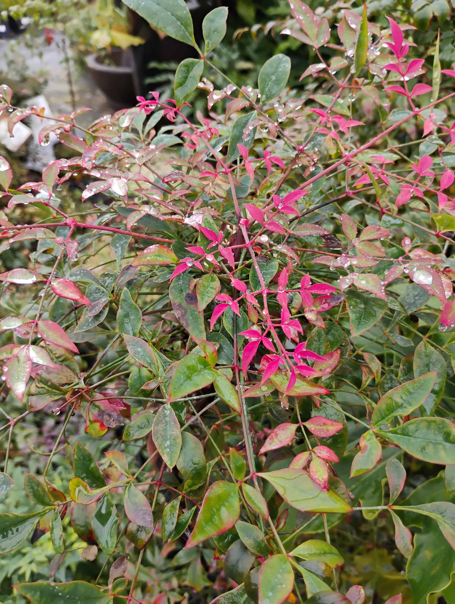 Nandina (Nandina domestica), Shrub