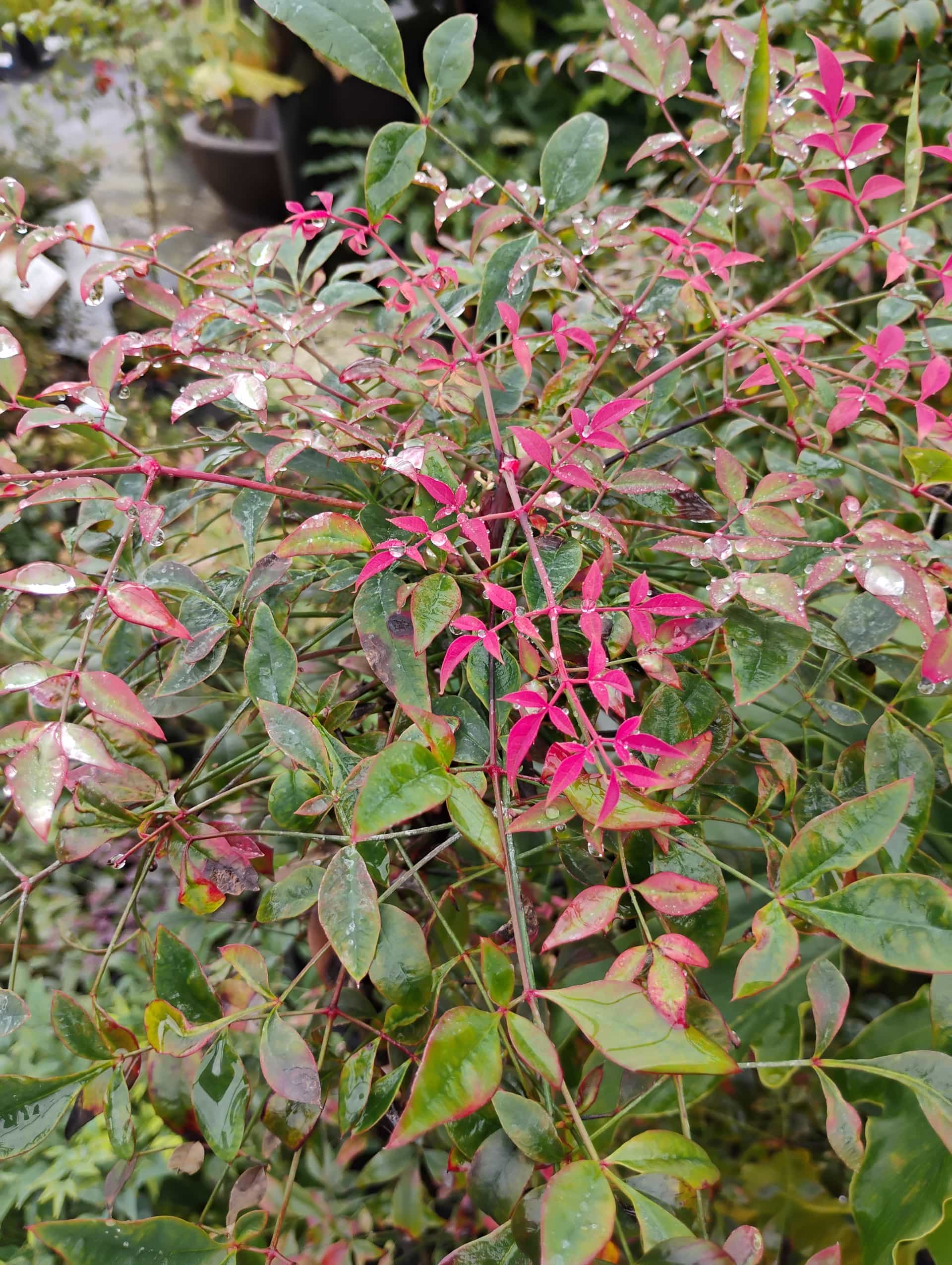 Nandina (Nandina domestica), Shrub