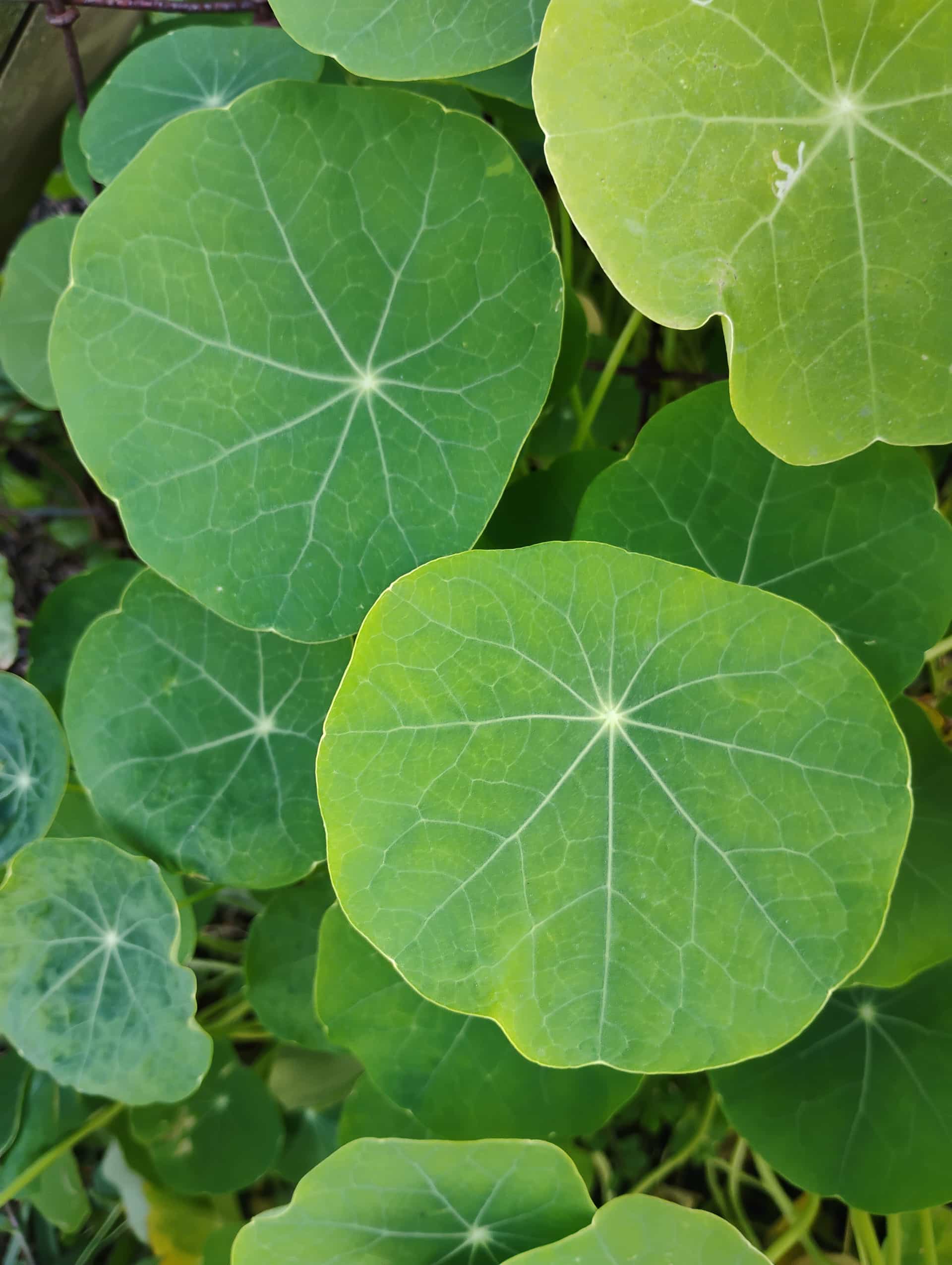Nasturtium (Tropaeolum majus), Annual