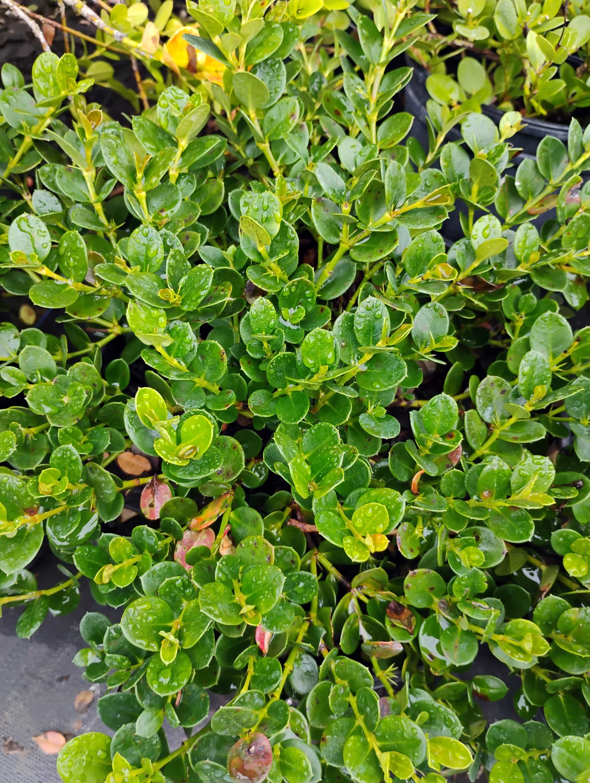 Natal Plum (Carissa macrocarpa), Shrub