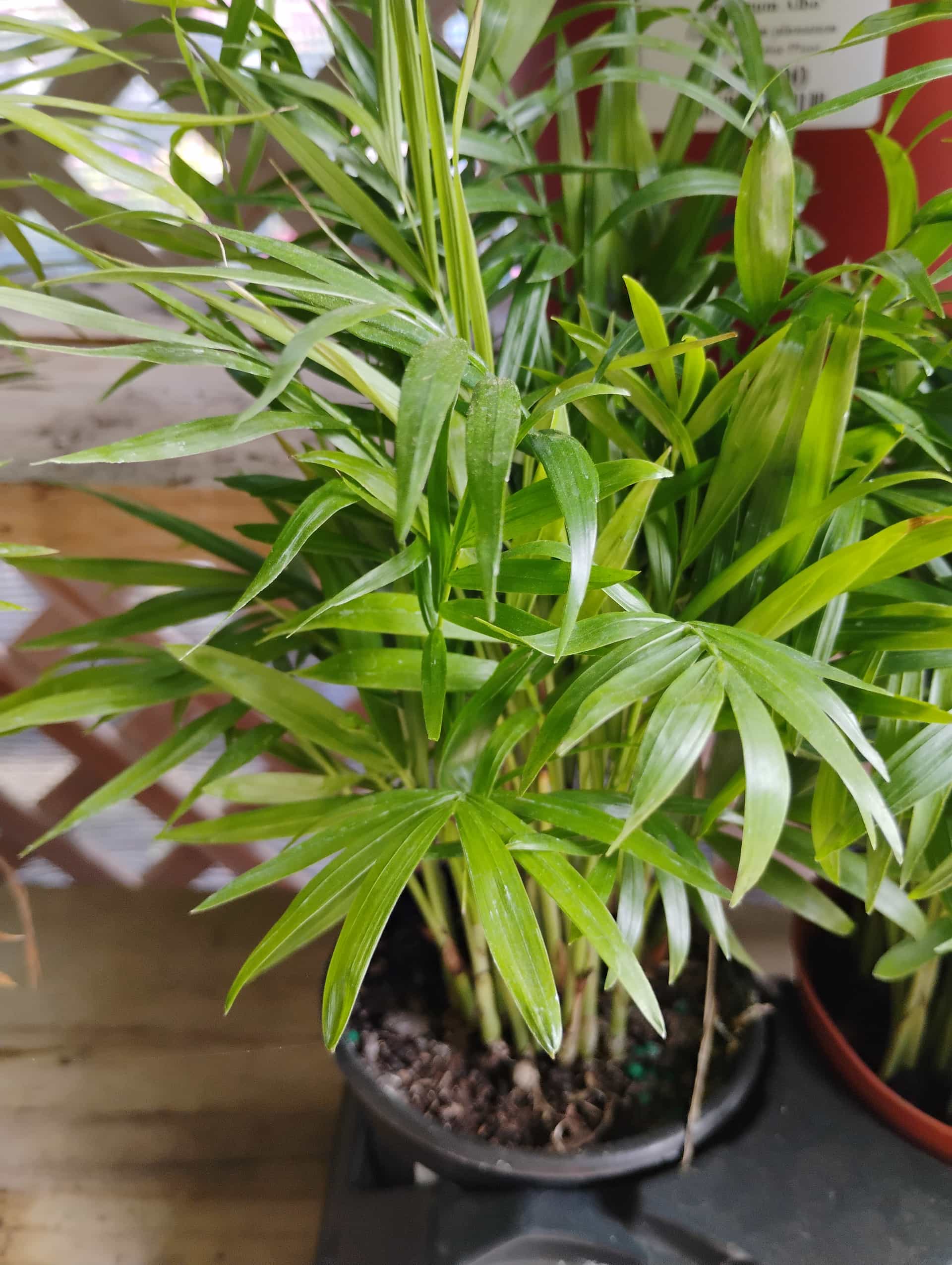 Neanthe Bella Palm (Chamaedorea elegans), Palm