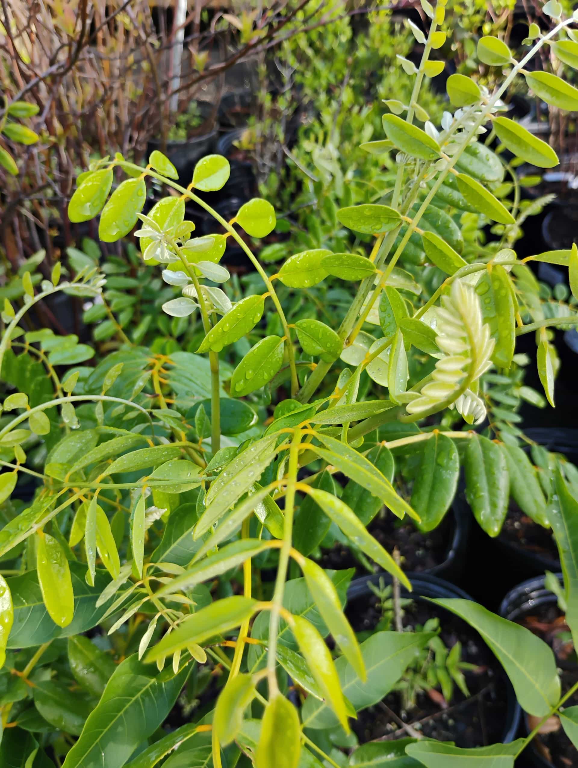 Necklace Pod (Sophora tomentosa), Shrub