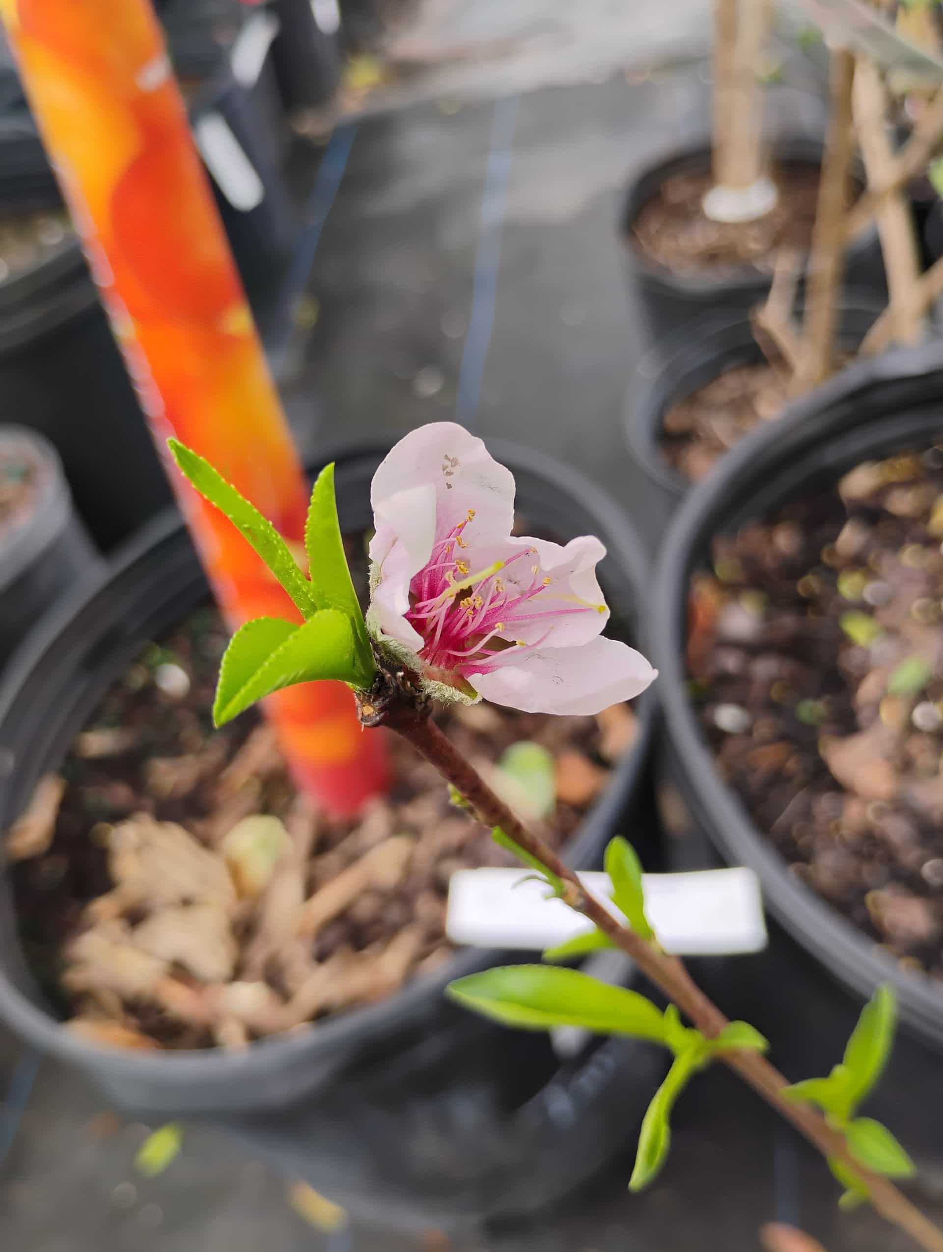 Nectarine (Prunus persica var. nucipersica), Fruit Tree