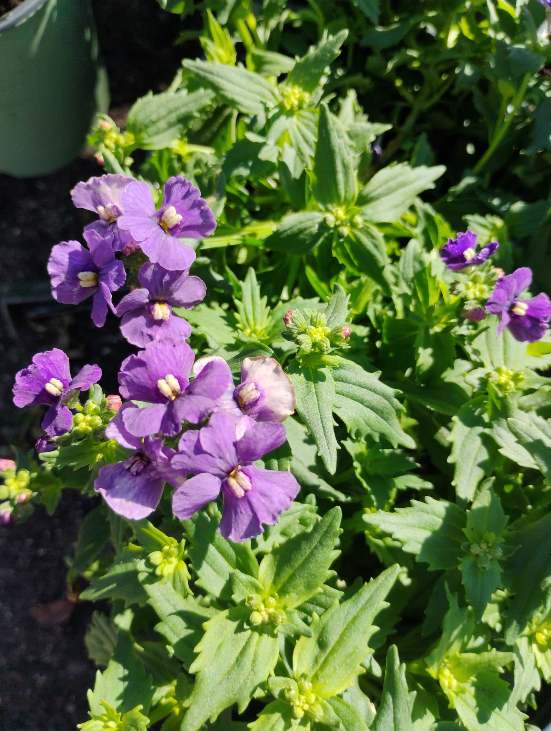 Nemesia (Nemesia fruticans), Annual