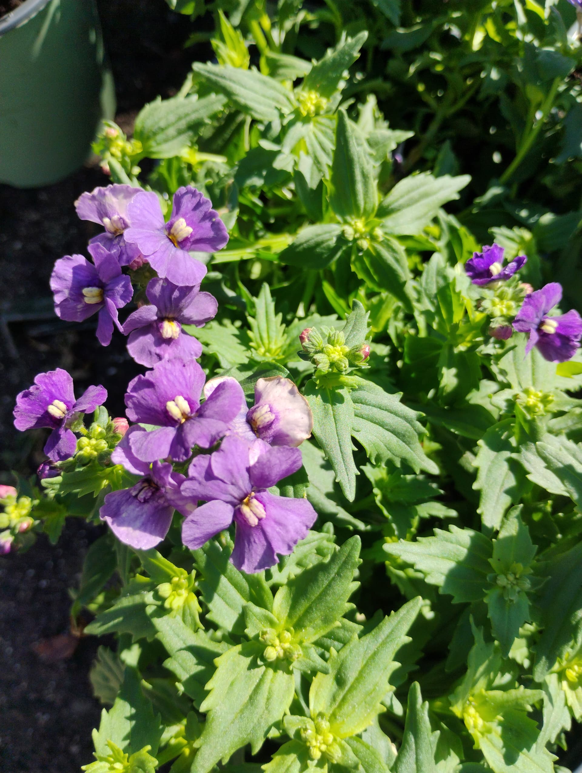Nemesia