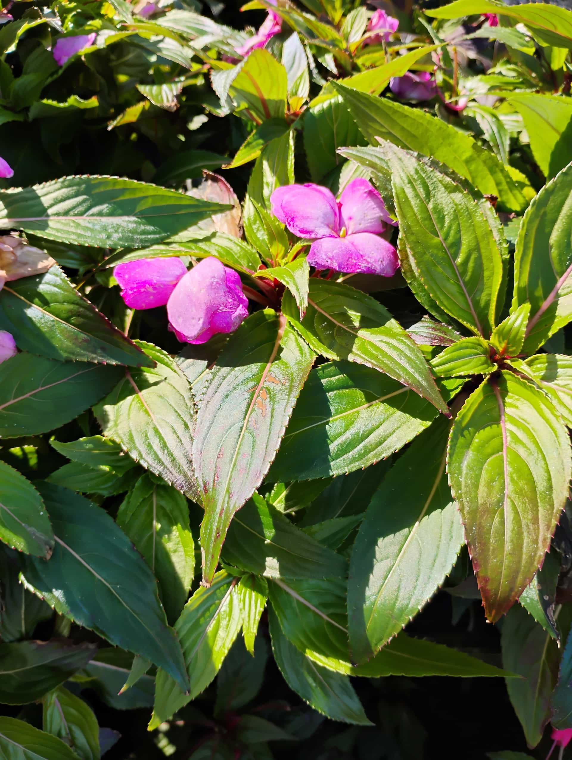 New Guinea Impatiens (Impatiens hawkeri), Annual