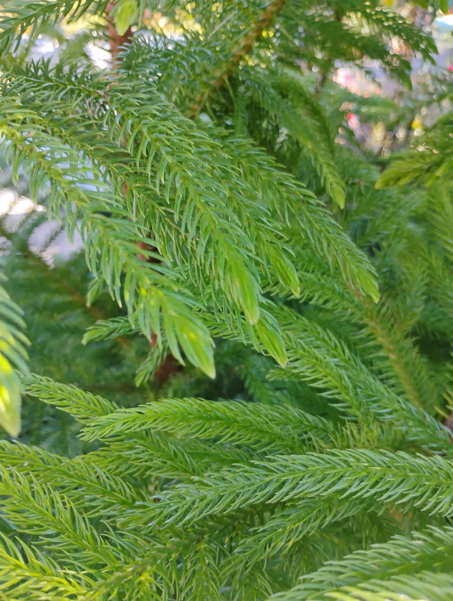 Norfolk Island Pine (Araucaria heterophylla), Tree
