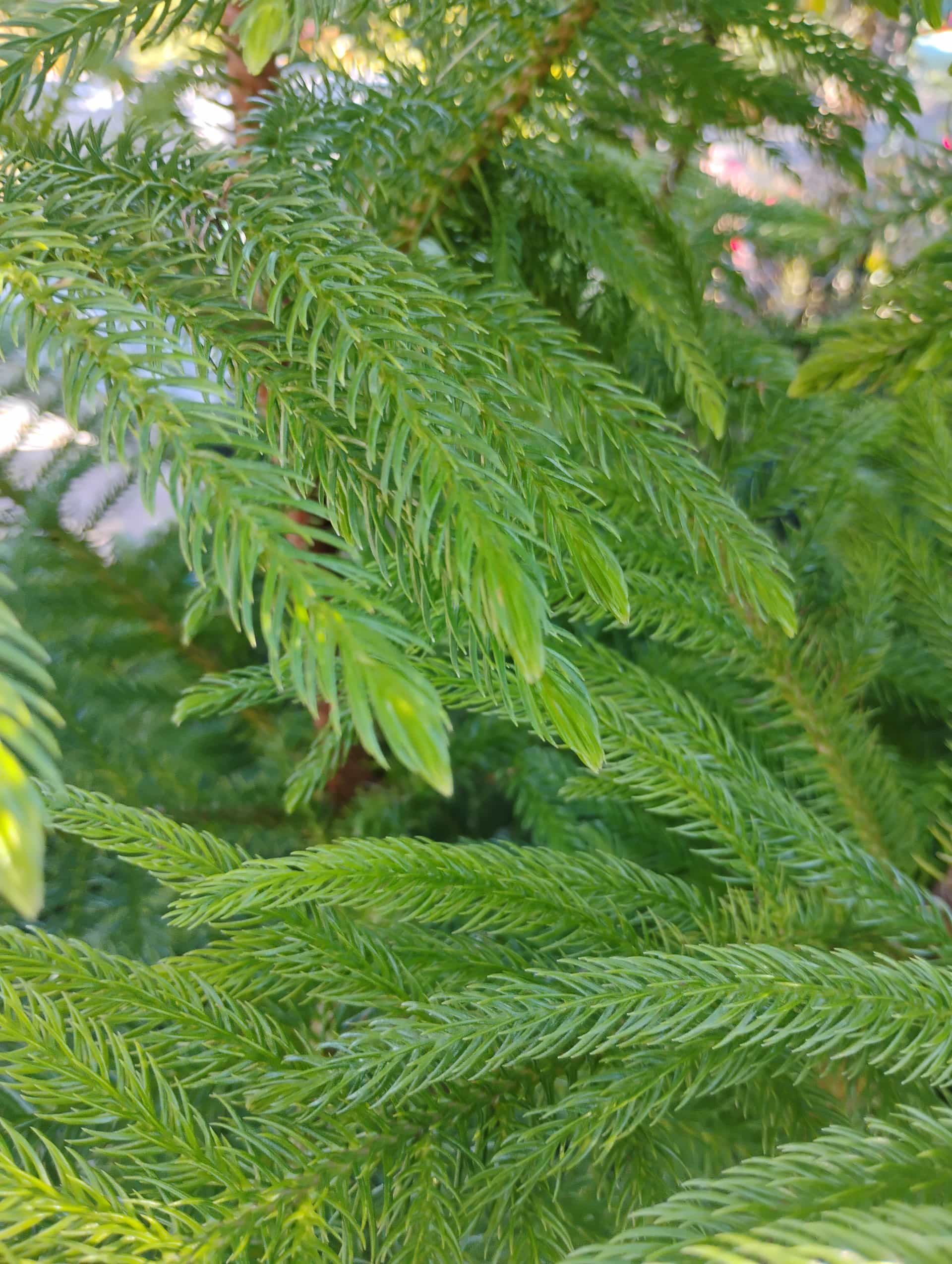 Norfolk Island Pine (Araucaria heterophylla), Tree