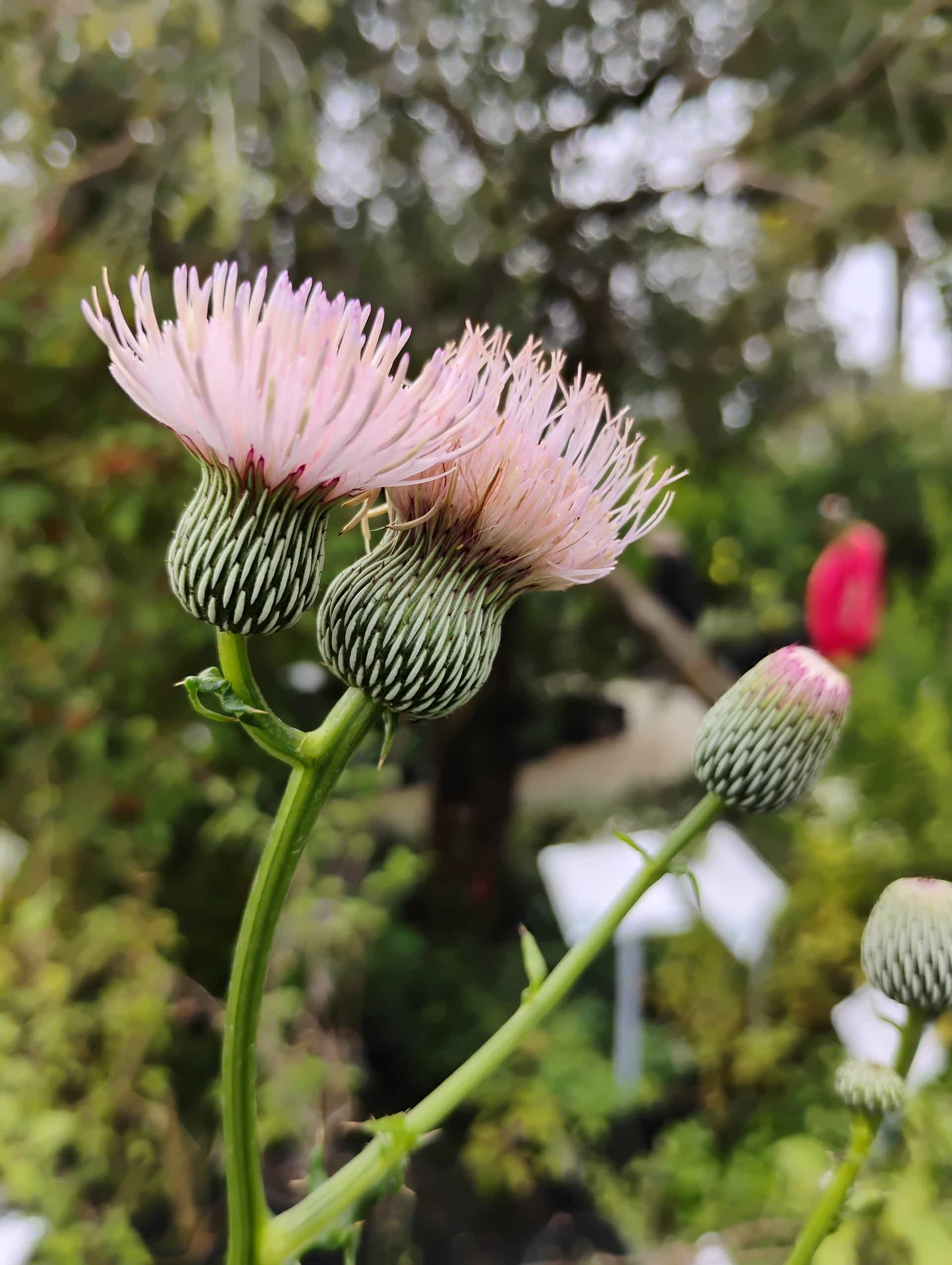 Purple Thistle (Cirsium horridulum), Perennial