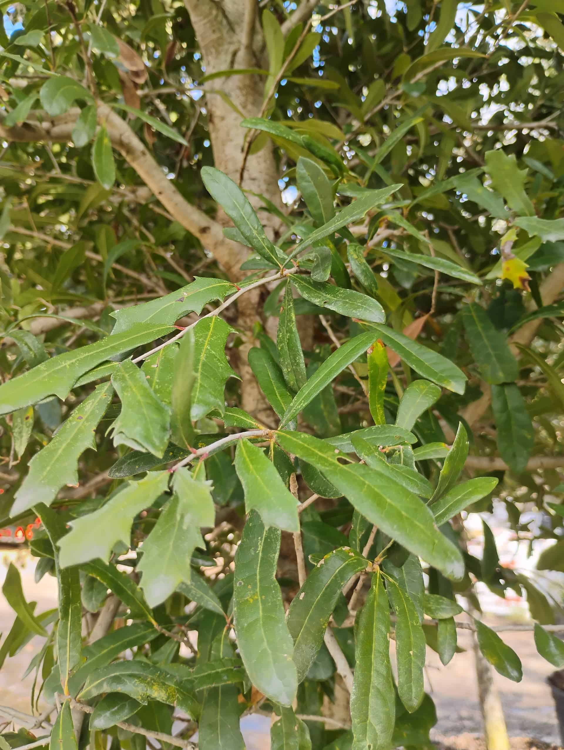 Shumard Oak (Quercus shumardii), Tree