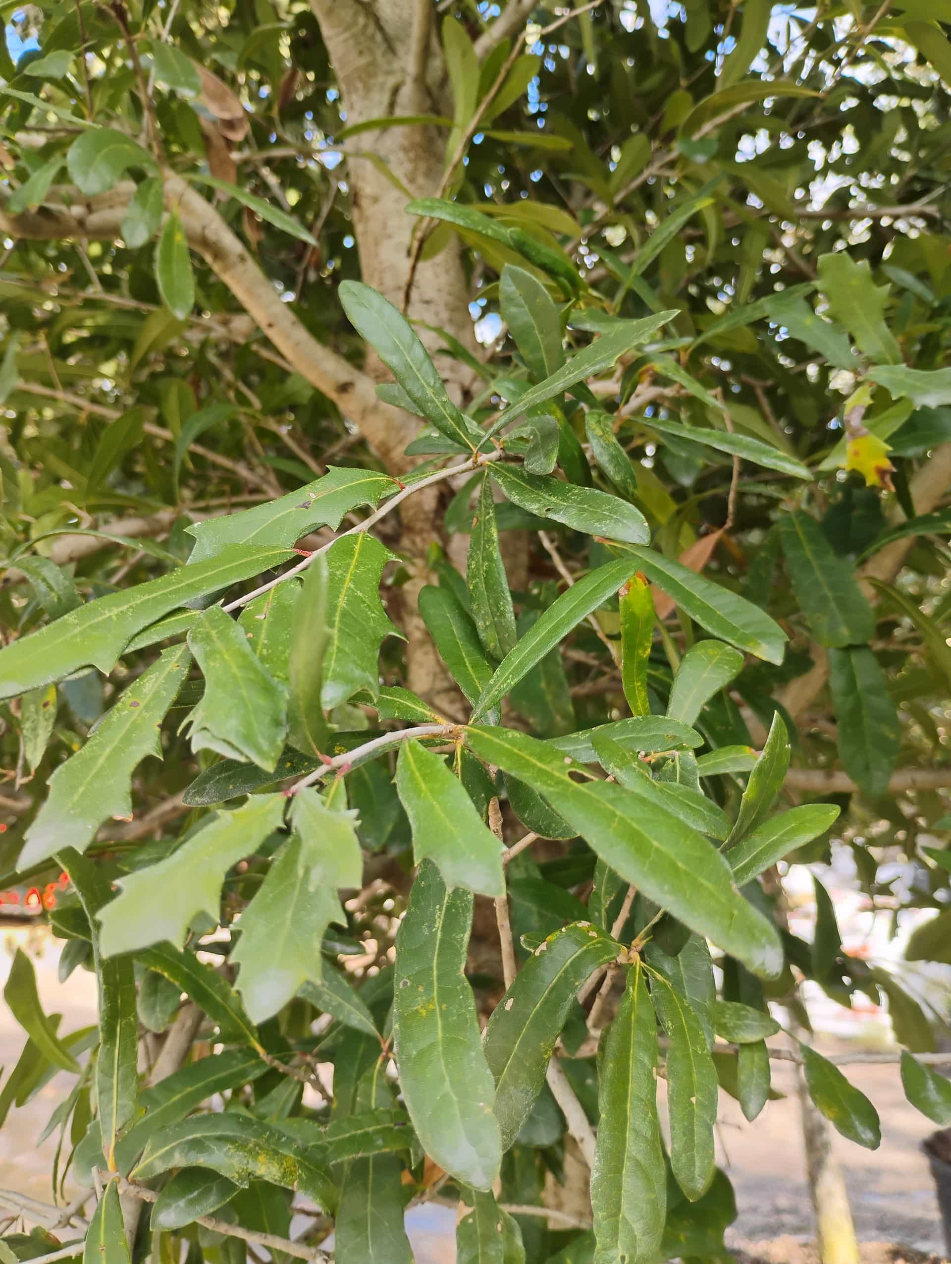 Shumard Oak (Quercus shumardii), Tree