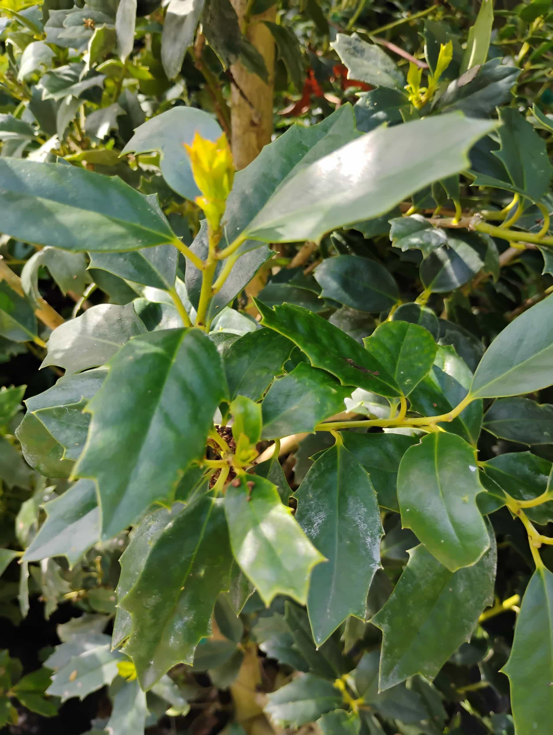 Oakland Holly (Ilex), Tree