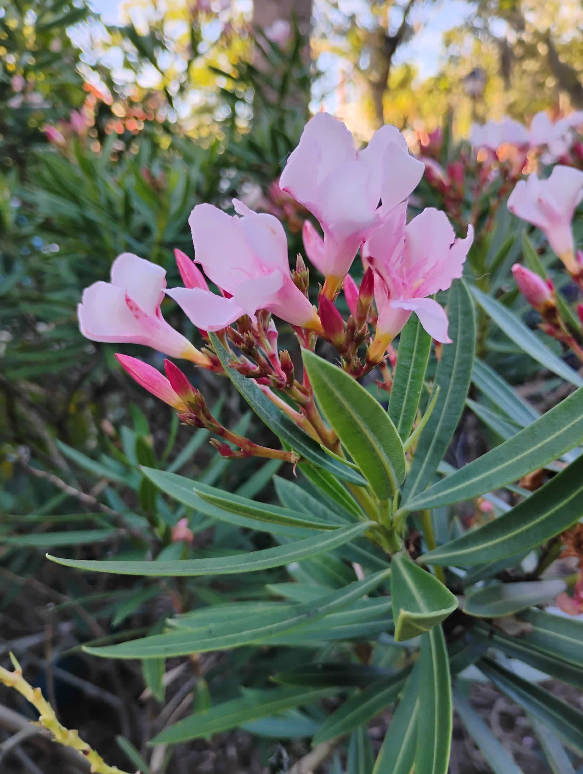 Oleander (Nerium oleander), Shrub
