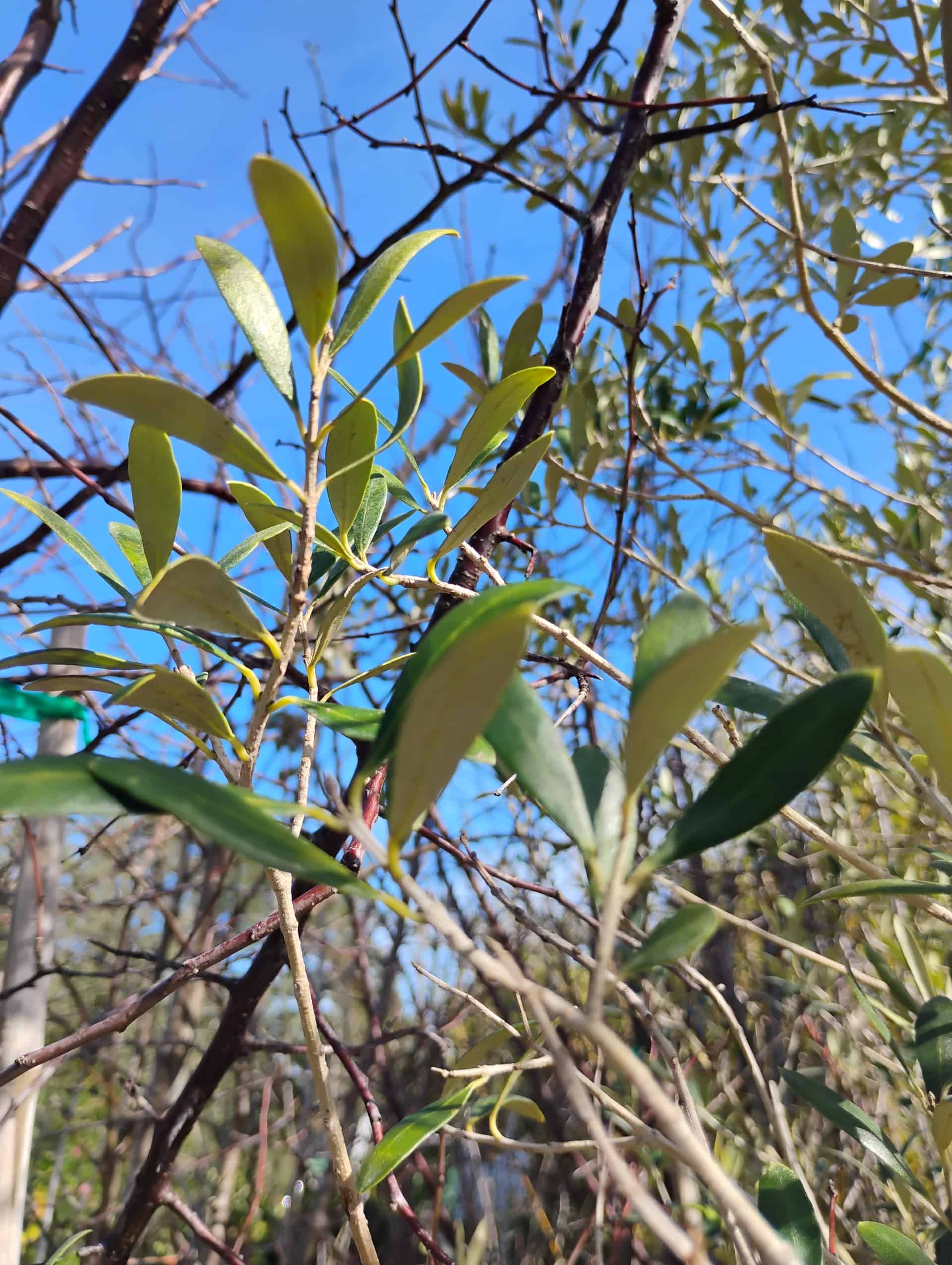 Olive (Olea europaea), Tree