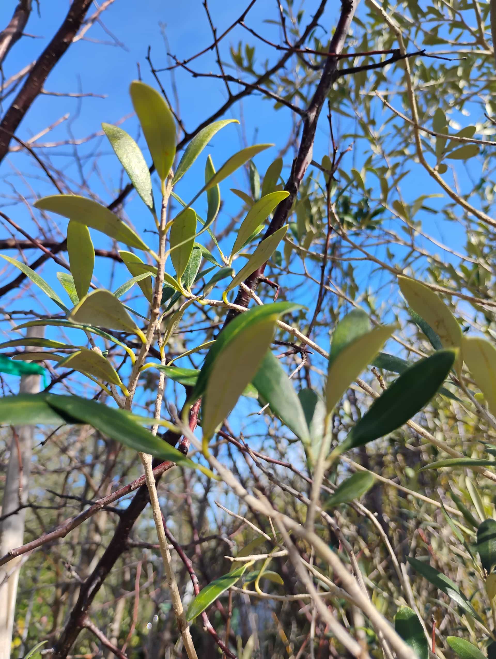 Olive (Olea europaea), Tree