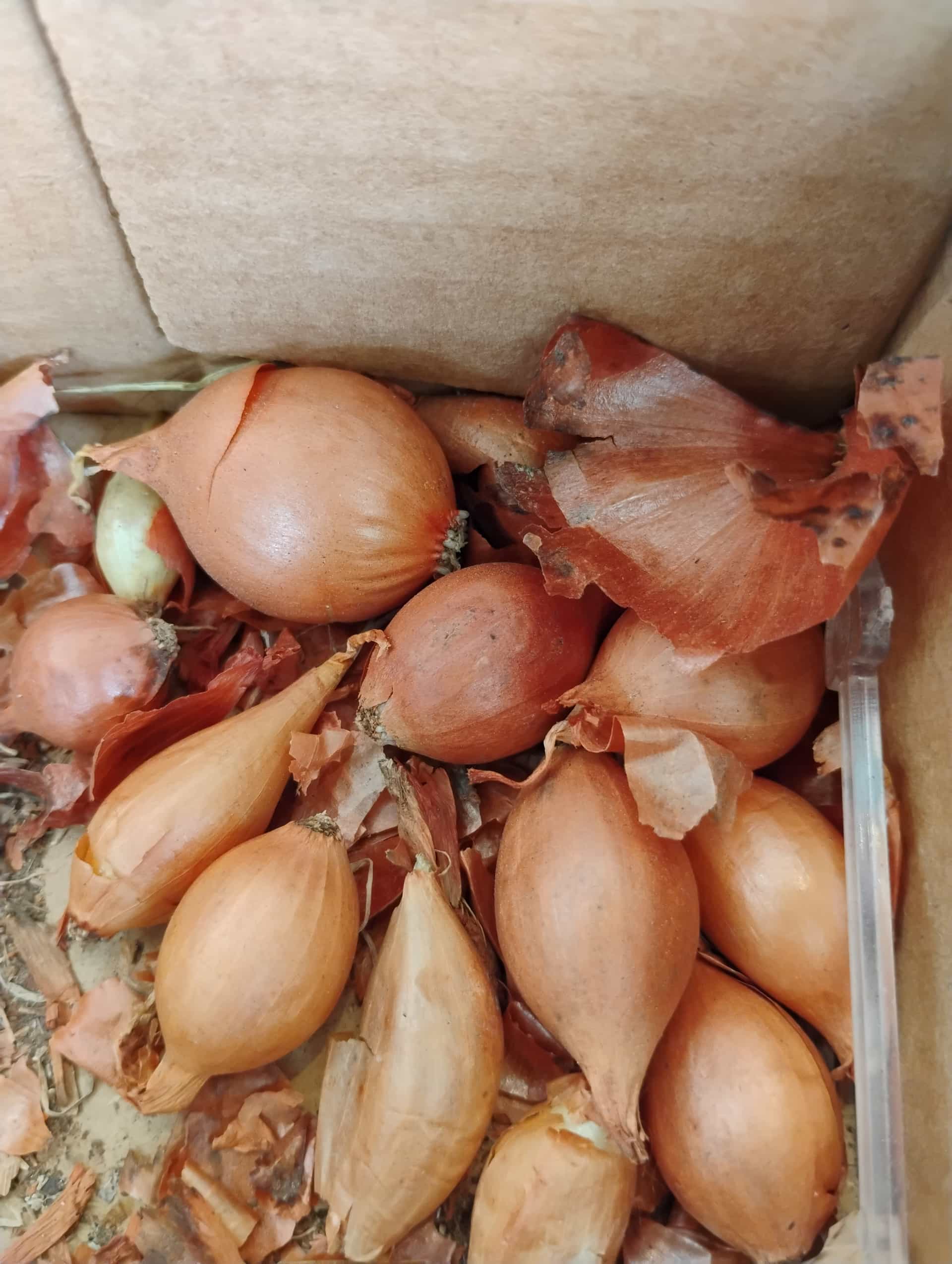 Onion (Allium cepa), Herb