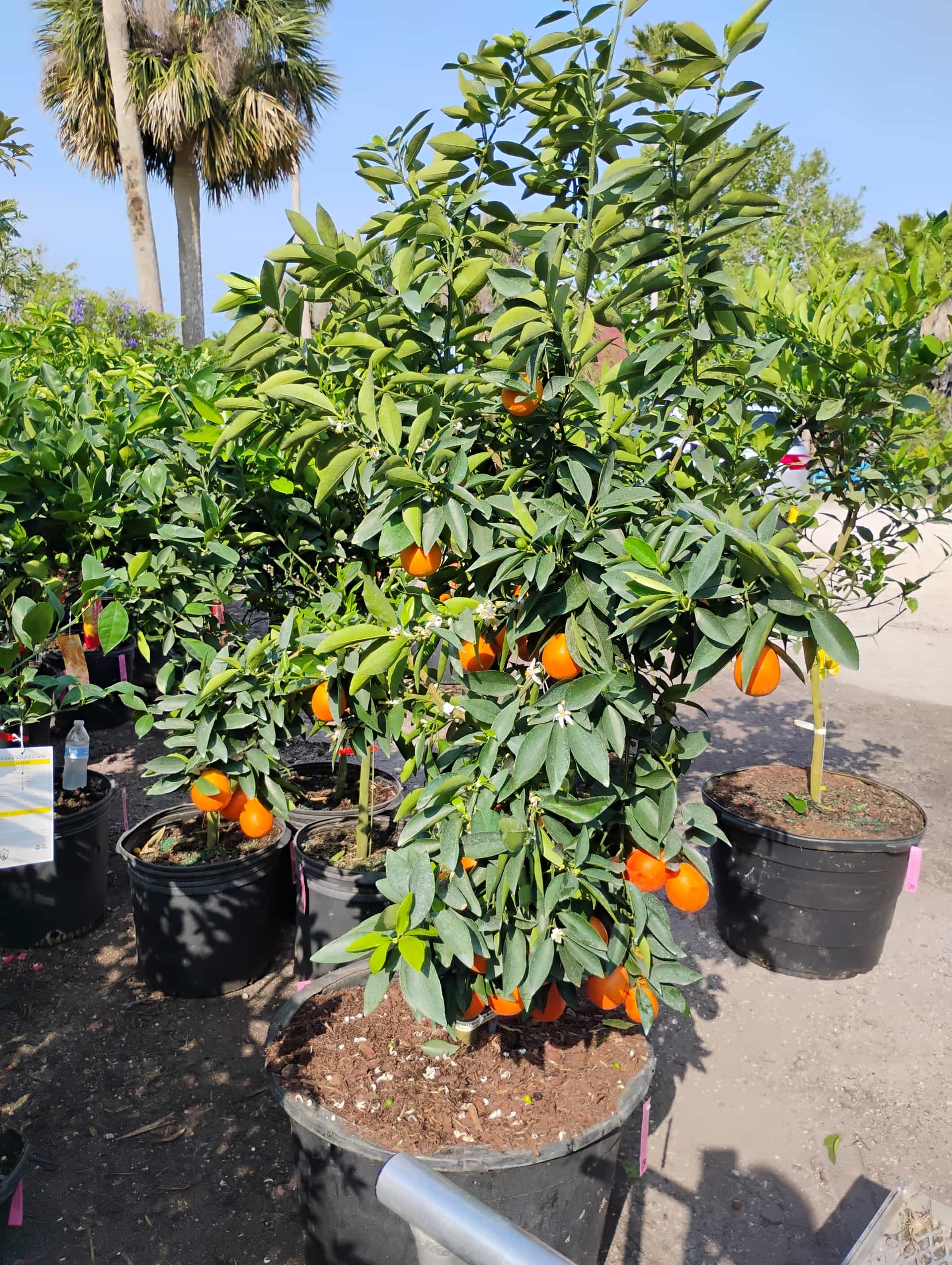Orange (Citrus ×sinensis), Evergreen Tree