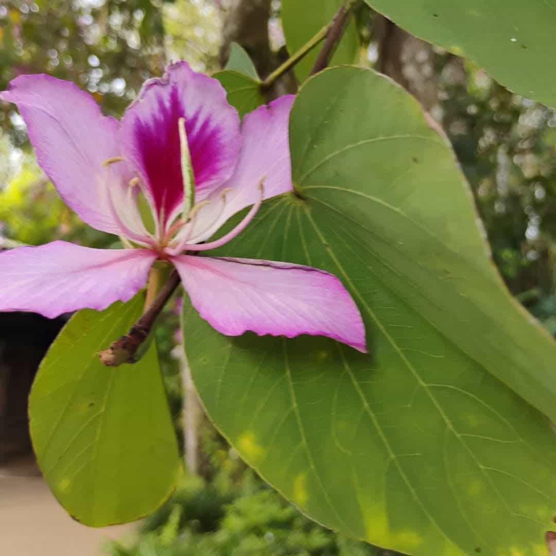 Orchid Tree (Bauhinia variegata), Tree