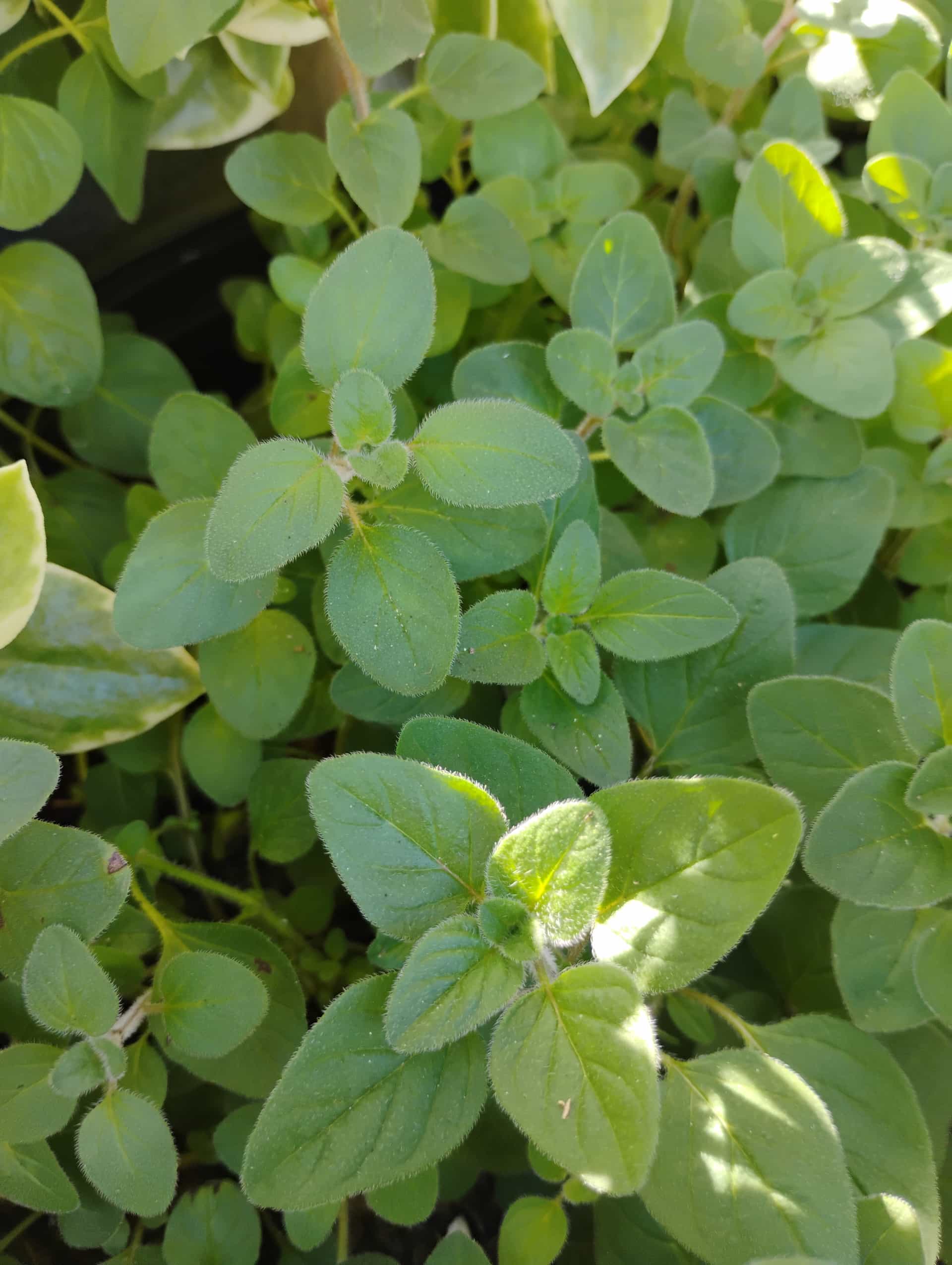 Oregano (Origanum), Herb