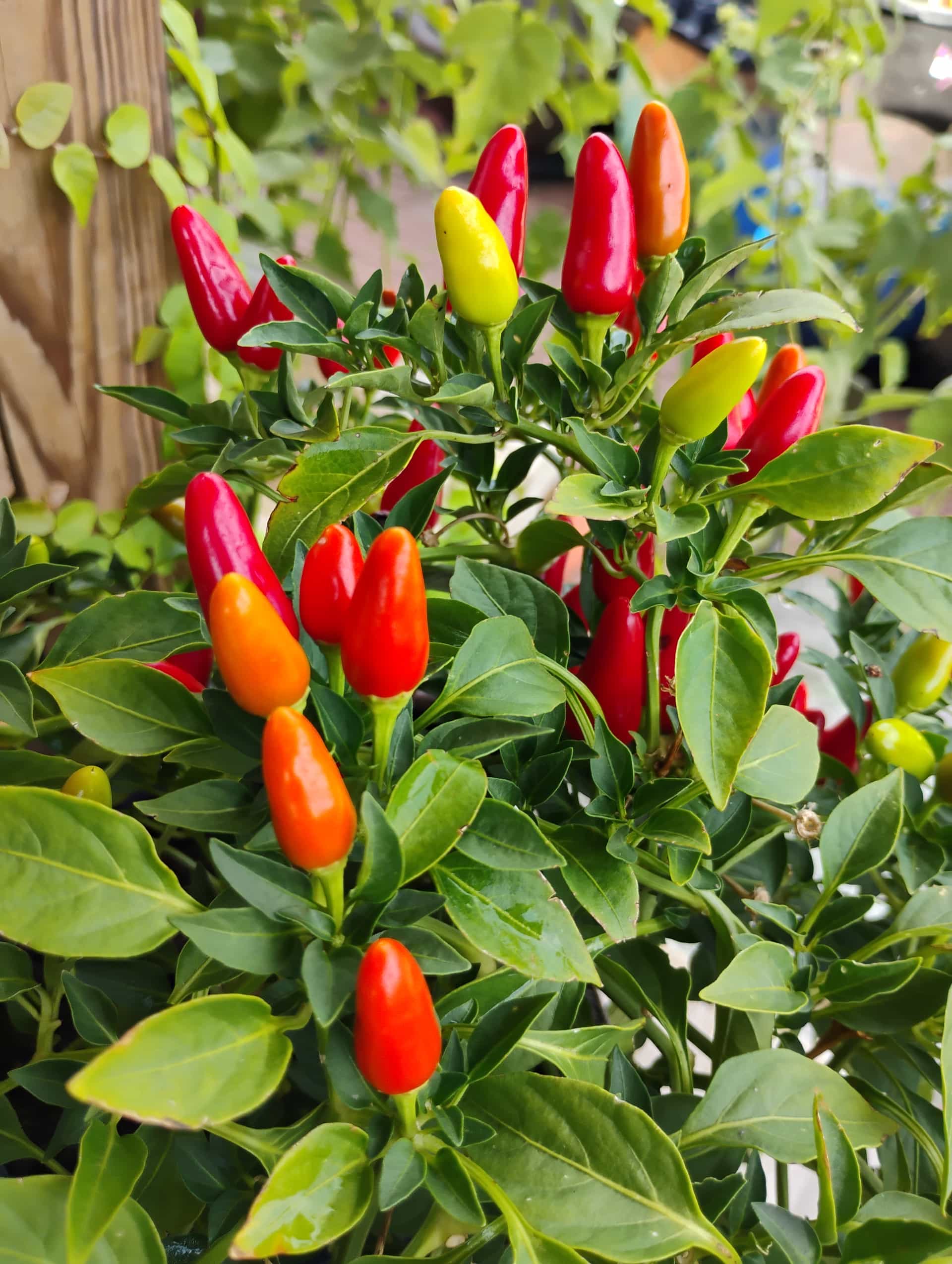 Bell Pepper (Capsicum annuum), Annual