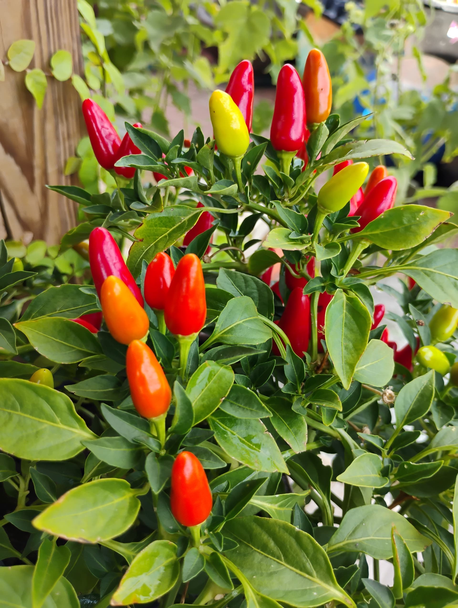 Bell Pepper