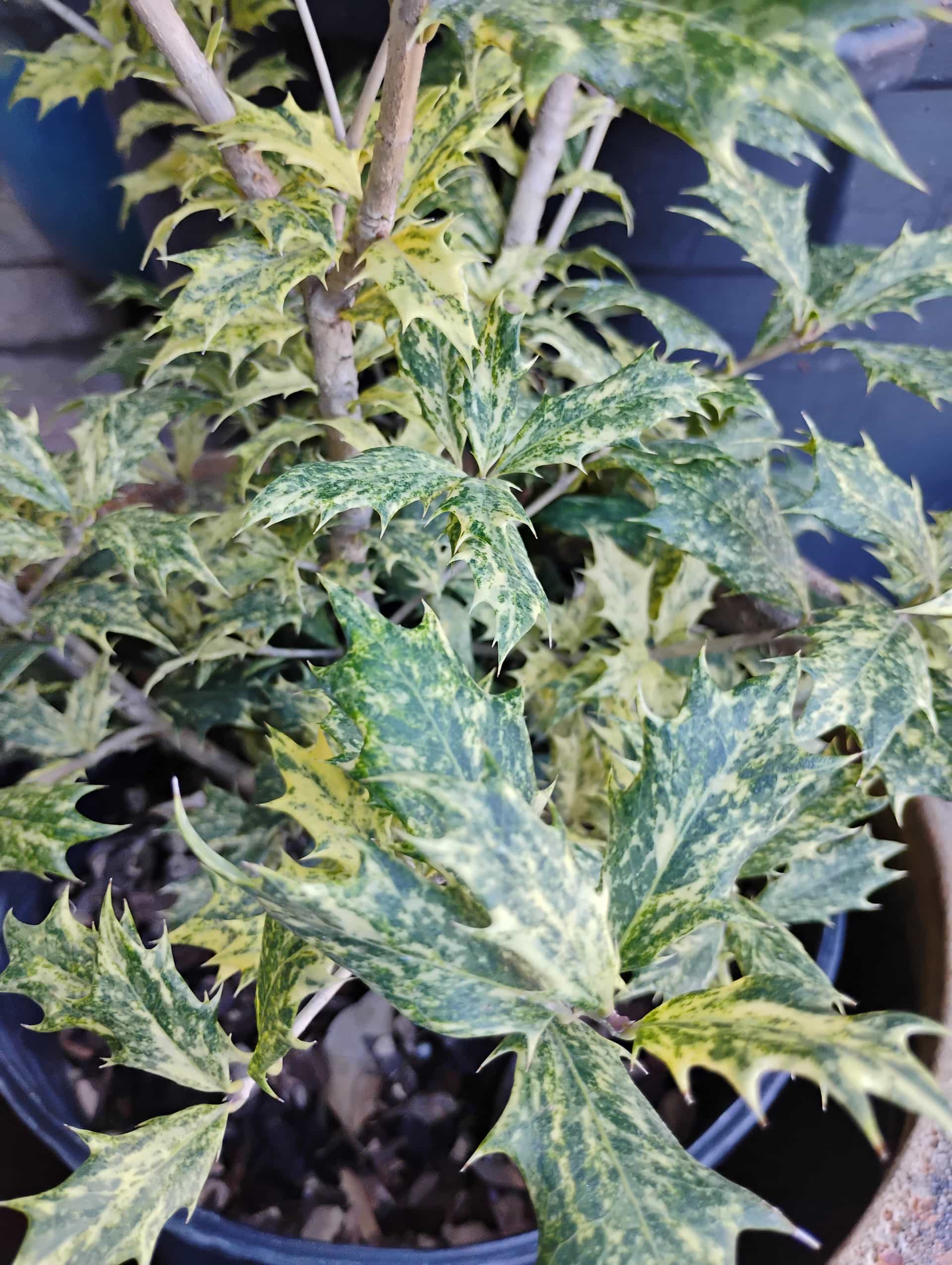Sweet Olive (Osmanthus fragrans), Shrub