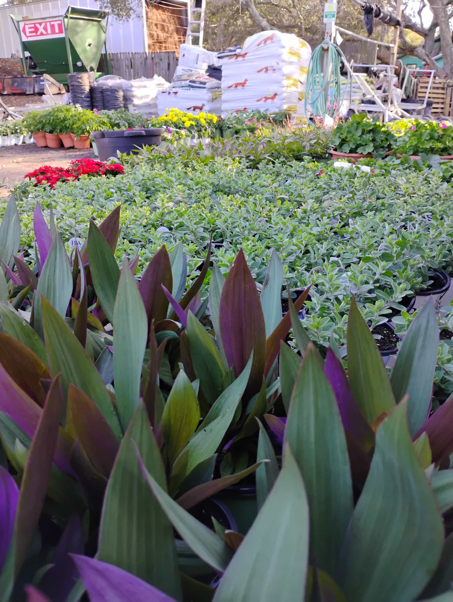 Oyster Plant (Tradescantia spathacea), Perennial