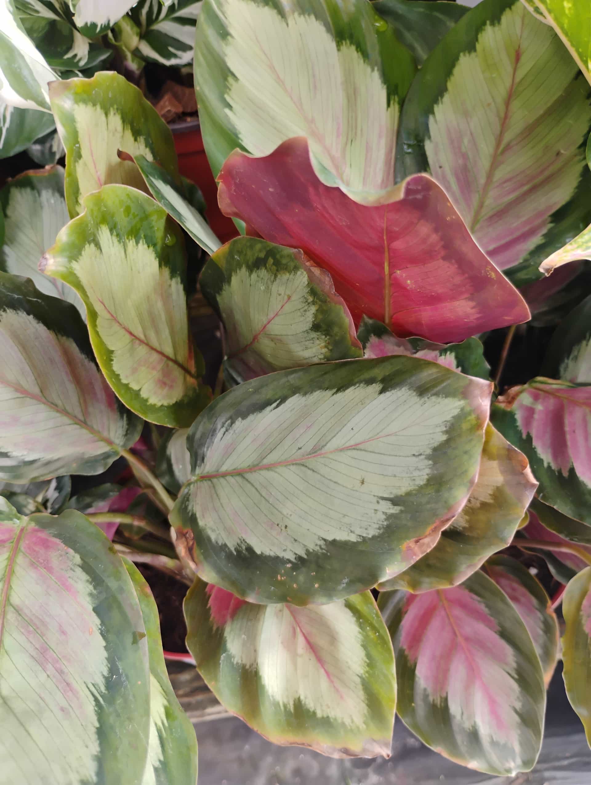 Wild Poinsettia (Euphorbia cyathophora), Annual