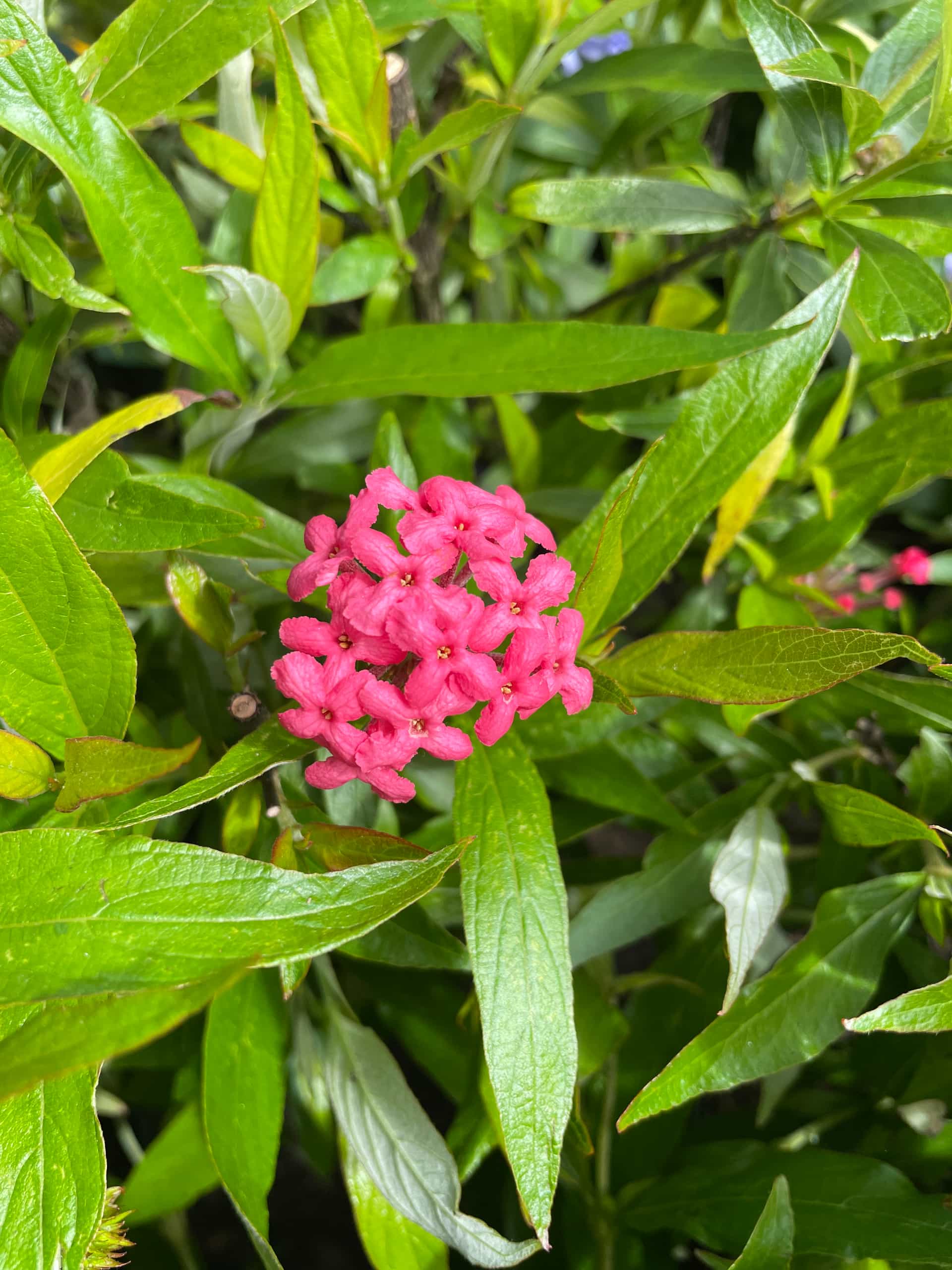 Panama Rose (Arachnothryx leucophylla), Shrub