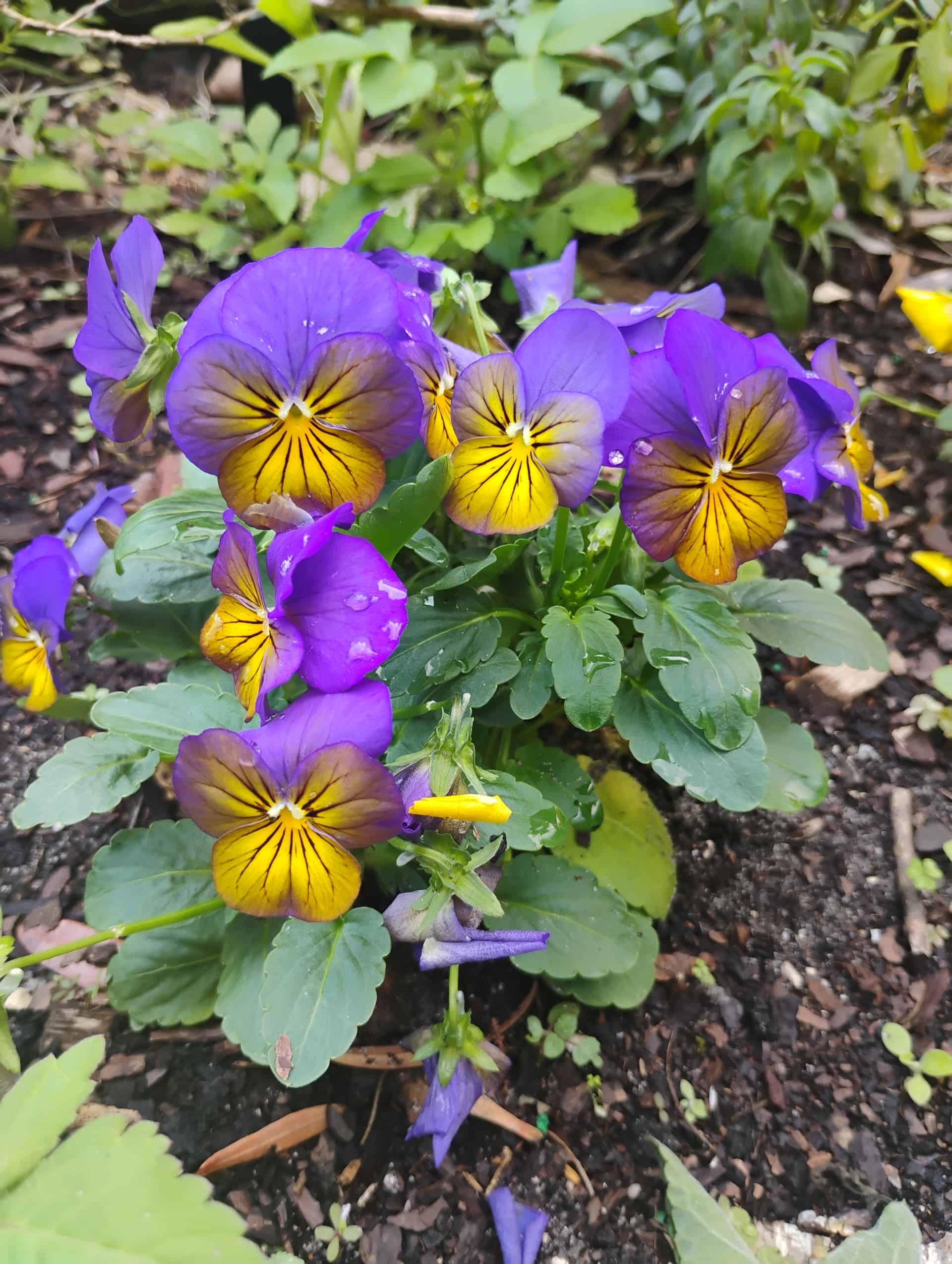 Pansy (Viola wittrockiana), Annual