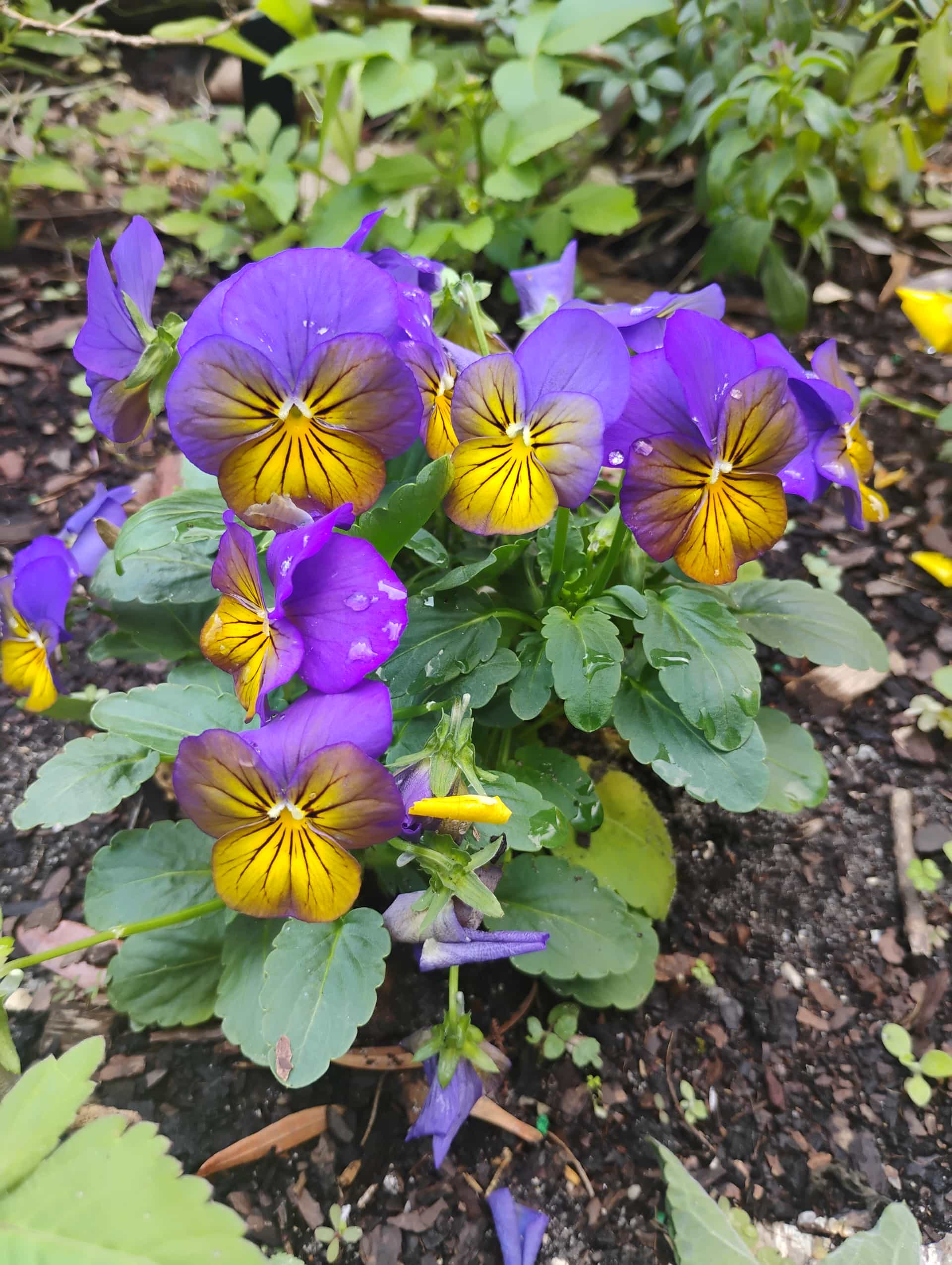 Pansy (Viola wittrockiana), Annual