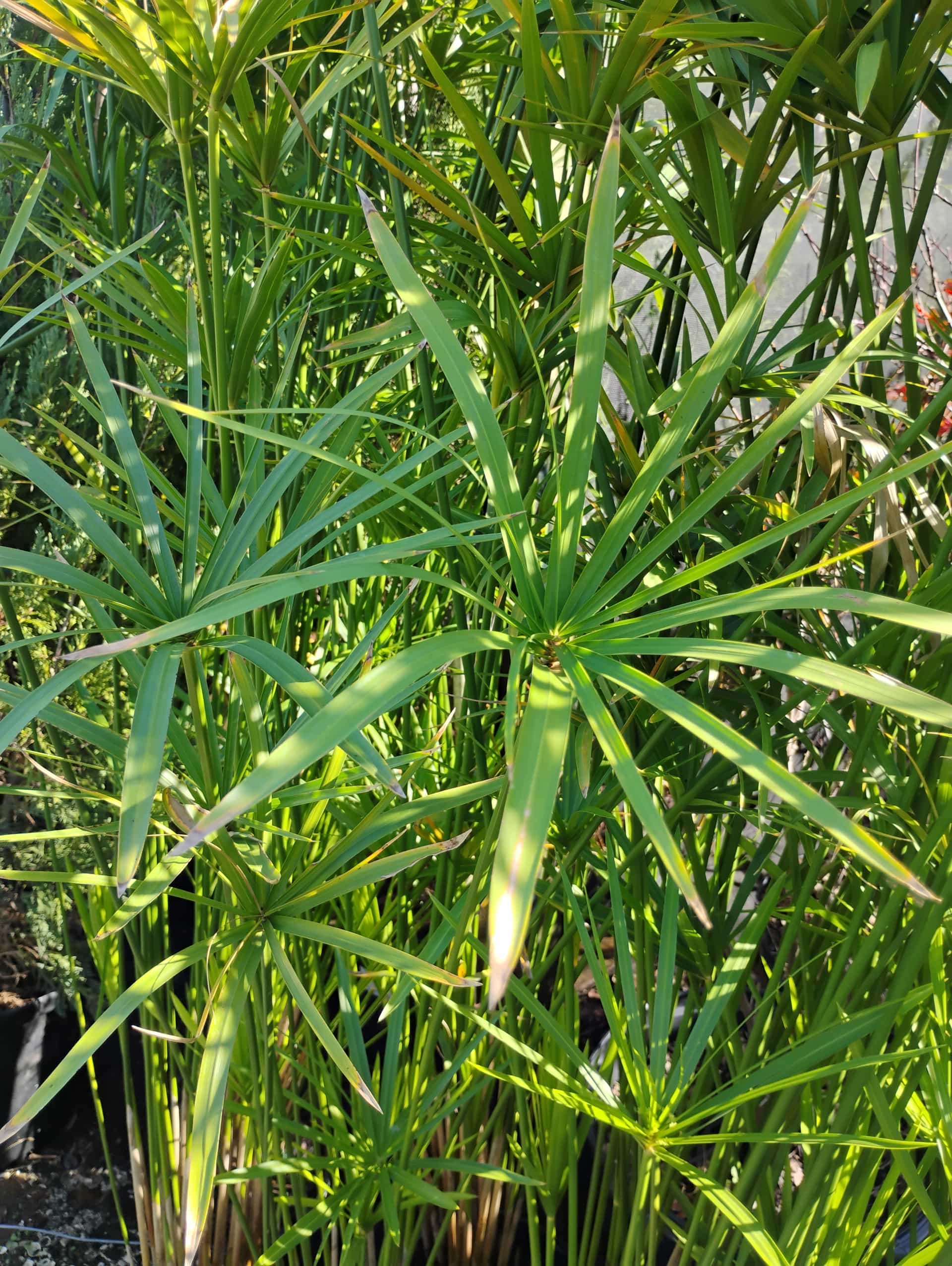 Papyrus (Cyperus papyrus), Grass