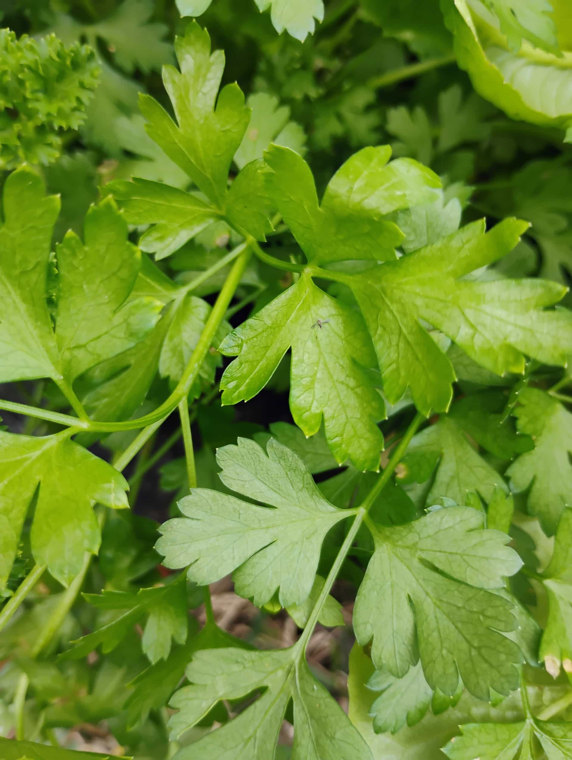 Parsley (Petroselinum crispum), Herb