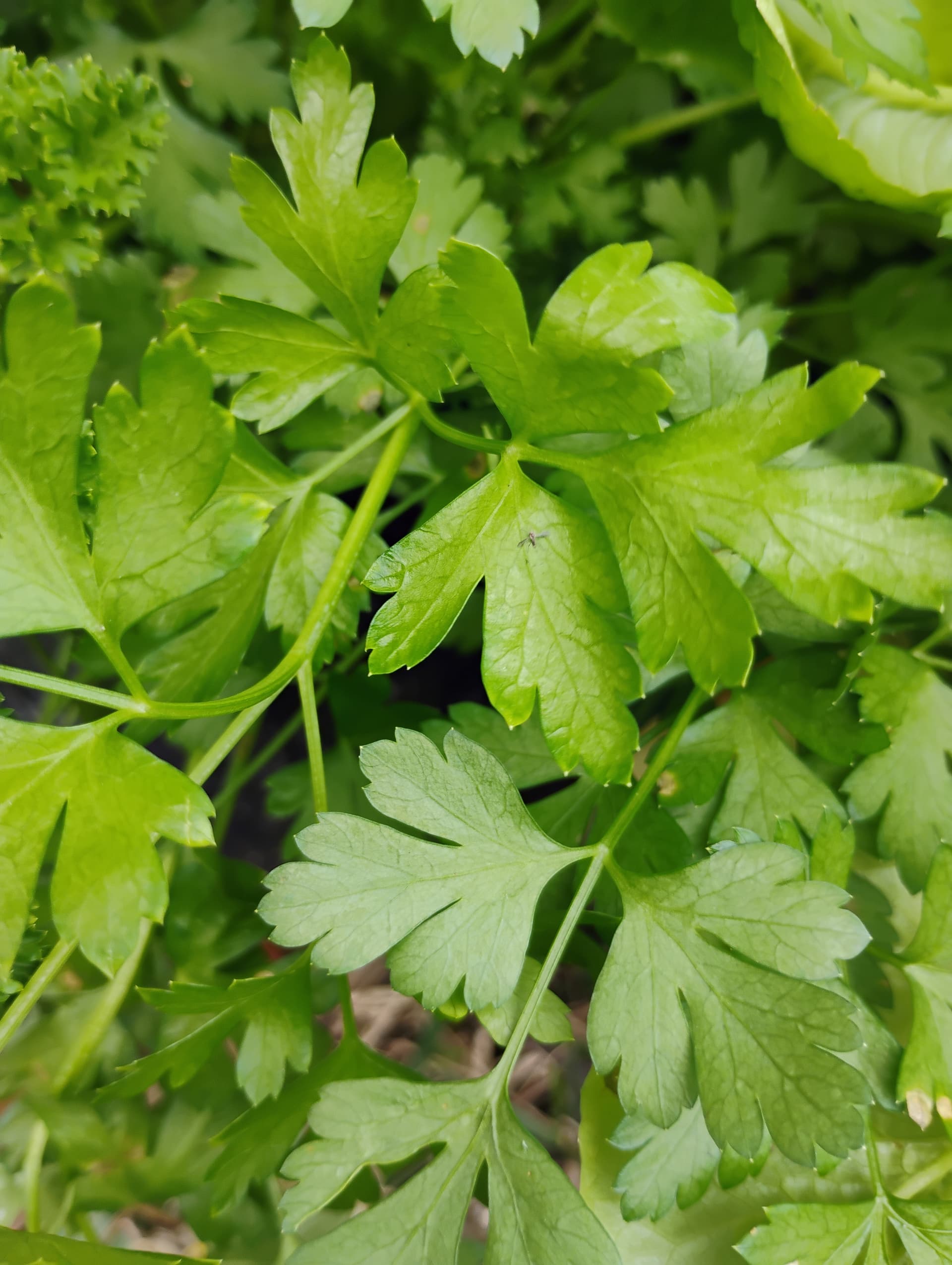 Parsley