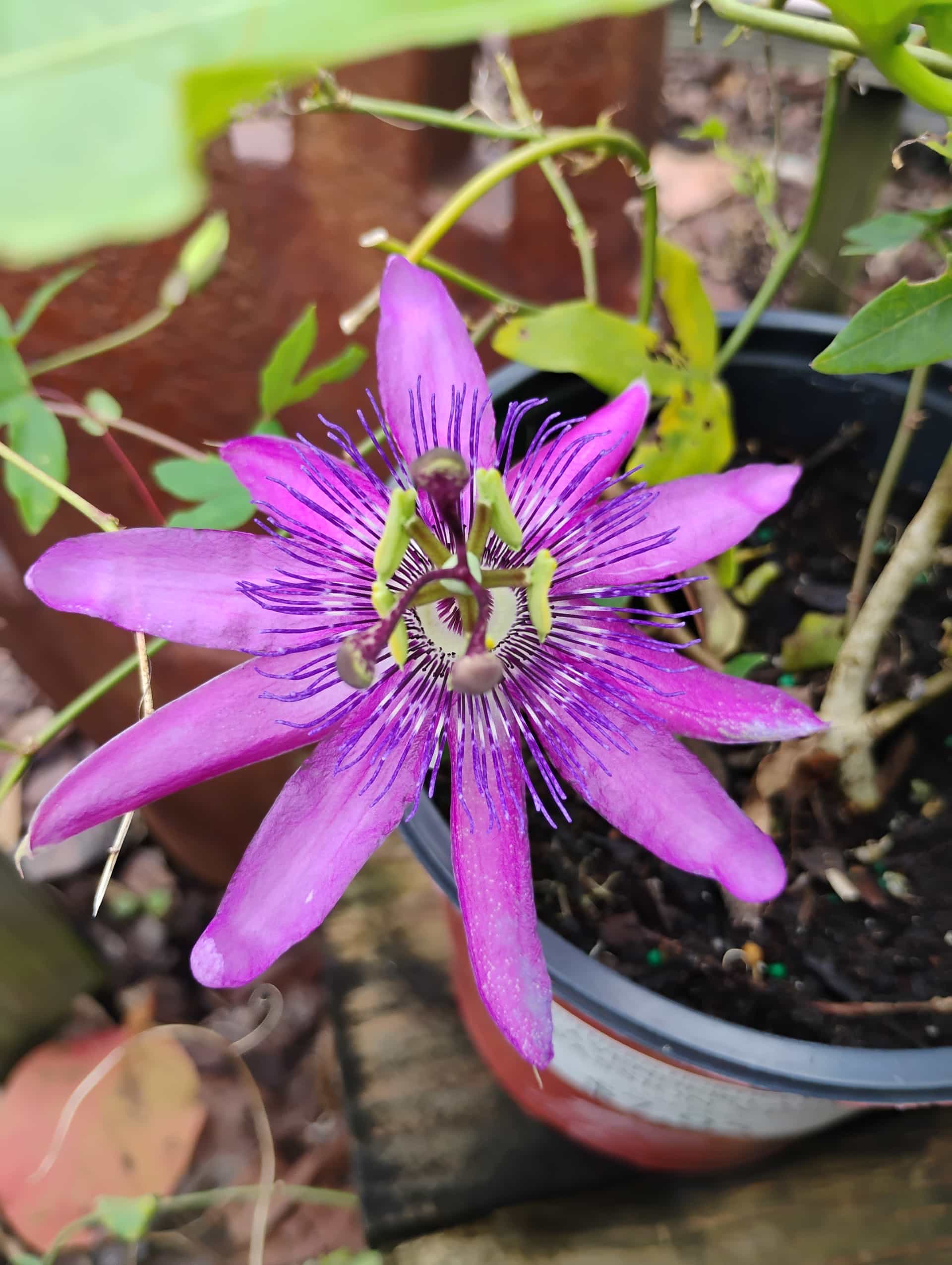 Maypop (Passiflora incarnata), Vine