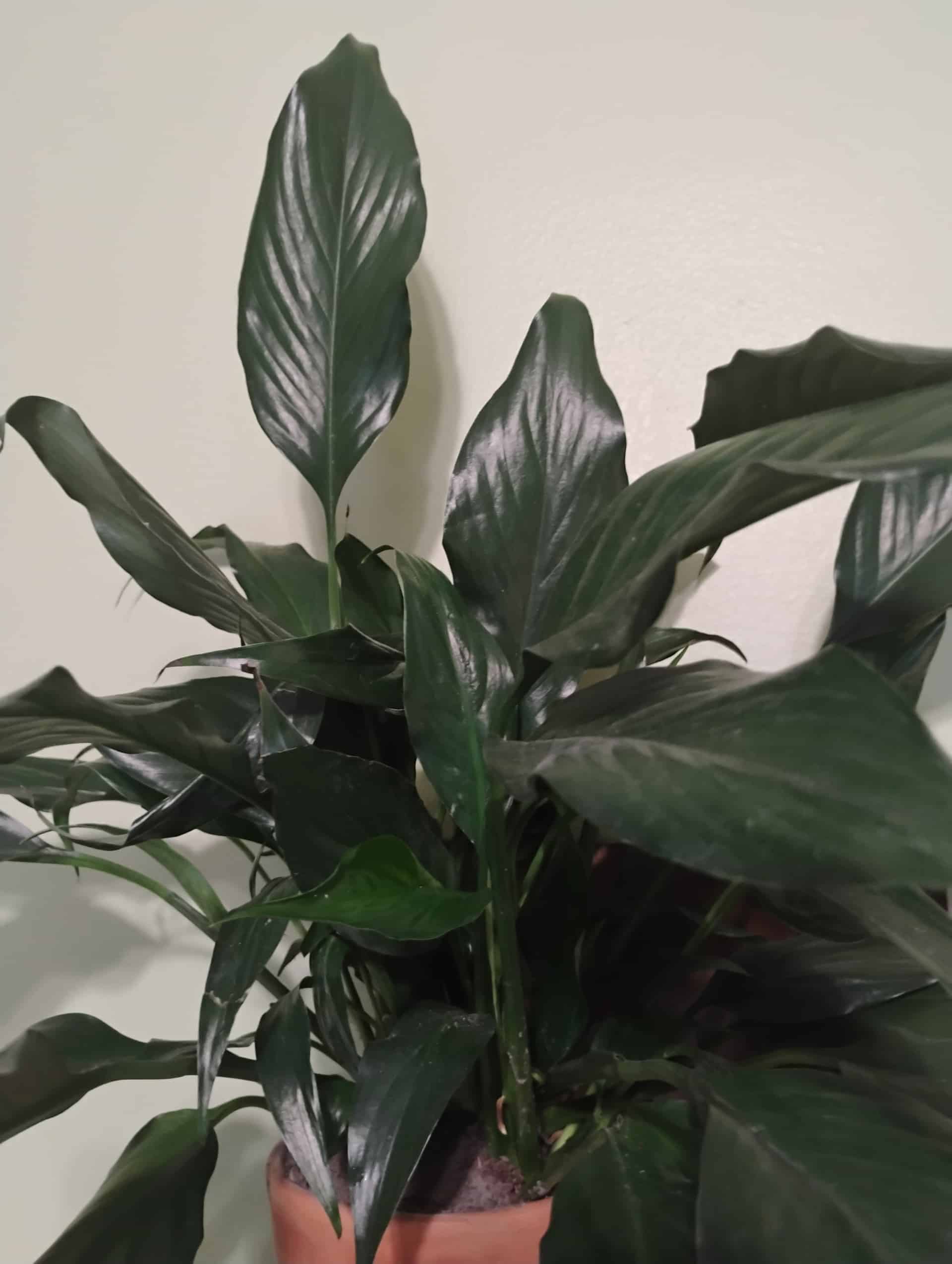 Peace Lily (Spathiphyllum wallisii), Houseplant
