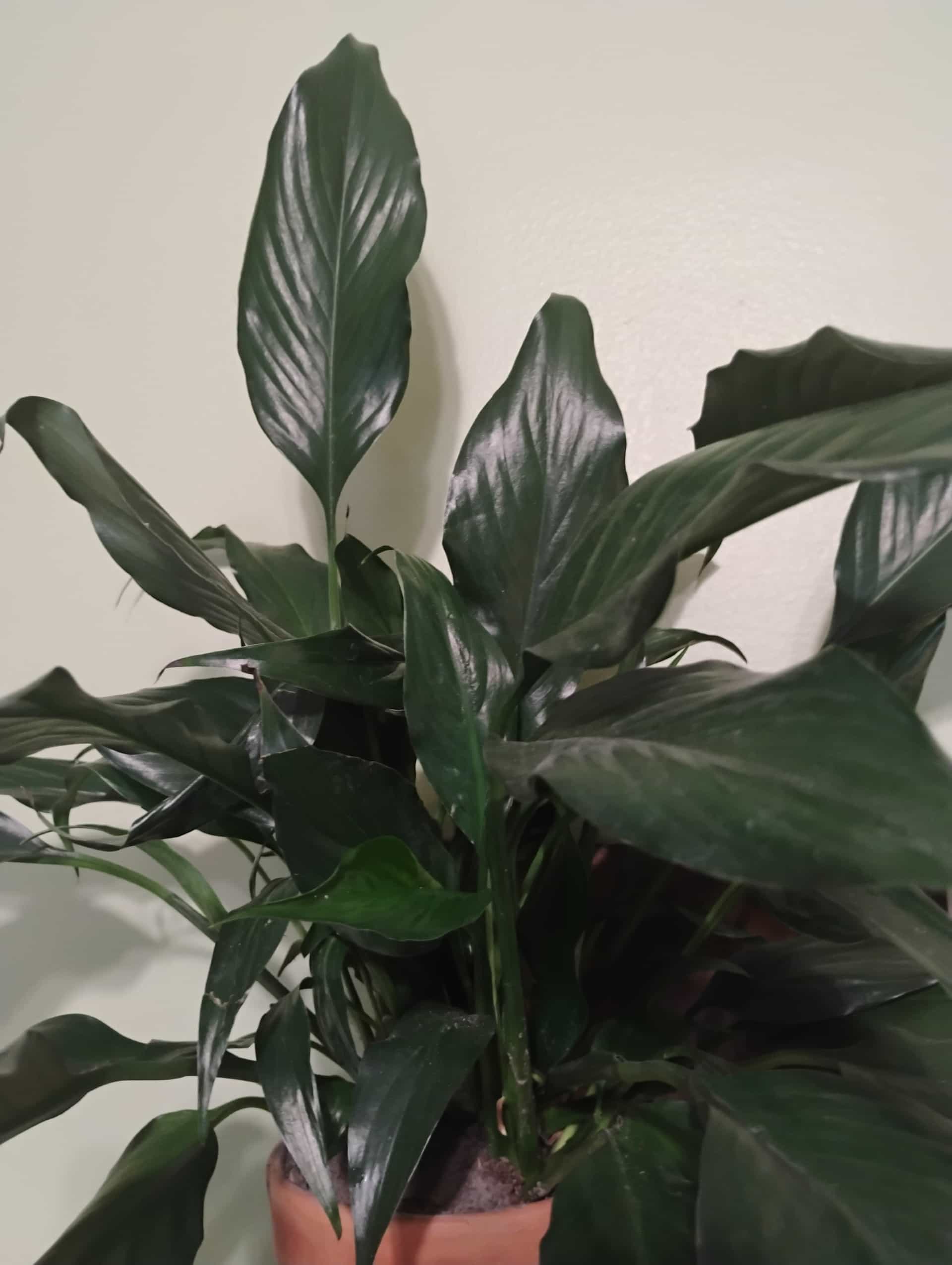 Peace Lily (Spathiphyllum wallisii), Houseplant