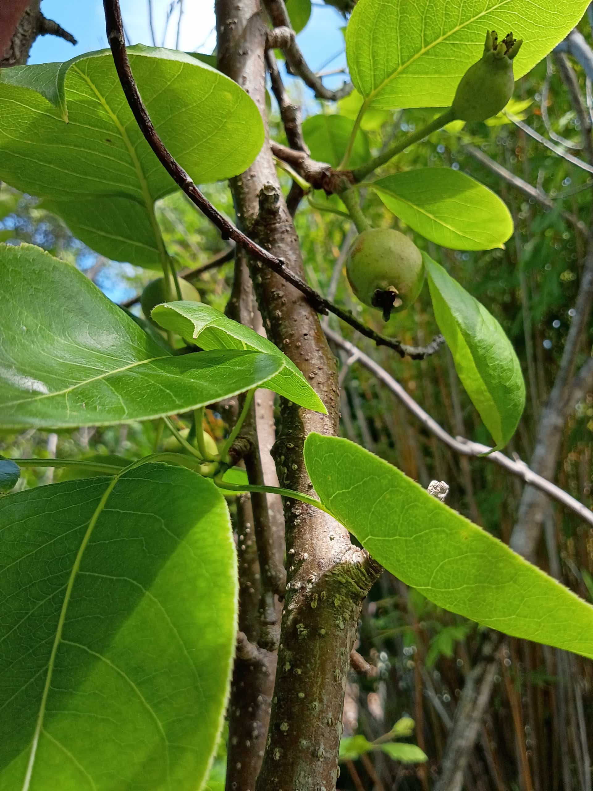 Pear (Pyrus communis), Fruit Tree