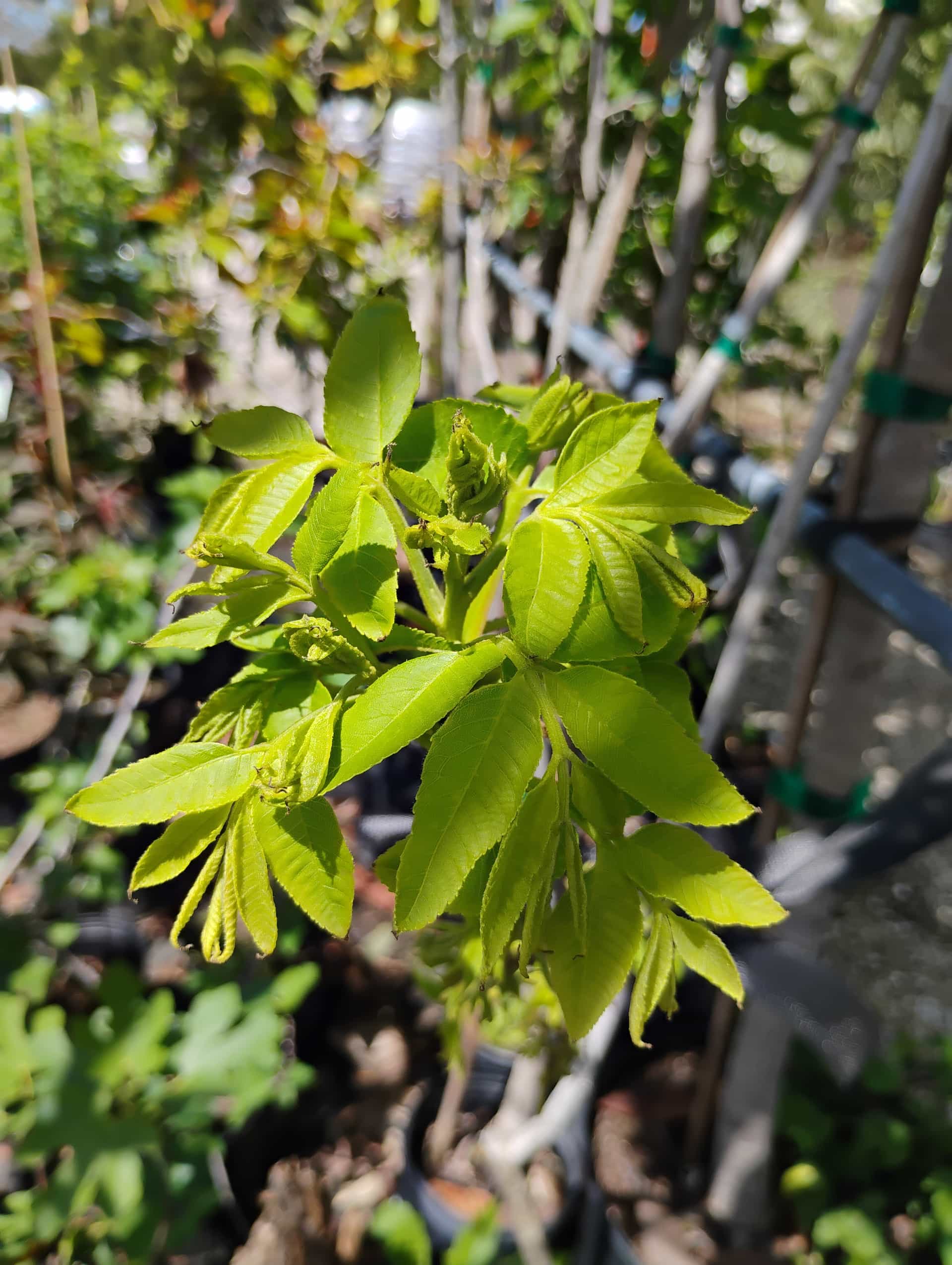 Pecan (Carya illinoinensis), Tree