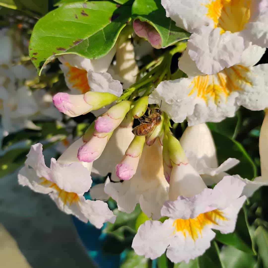 Tree Jasmine (Radermachera ignea), Flowers
