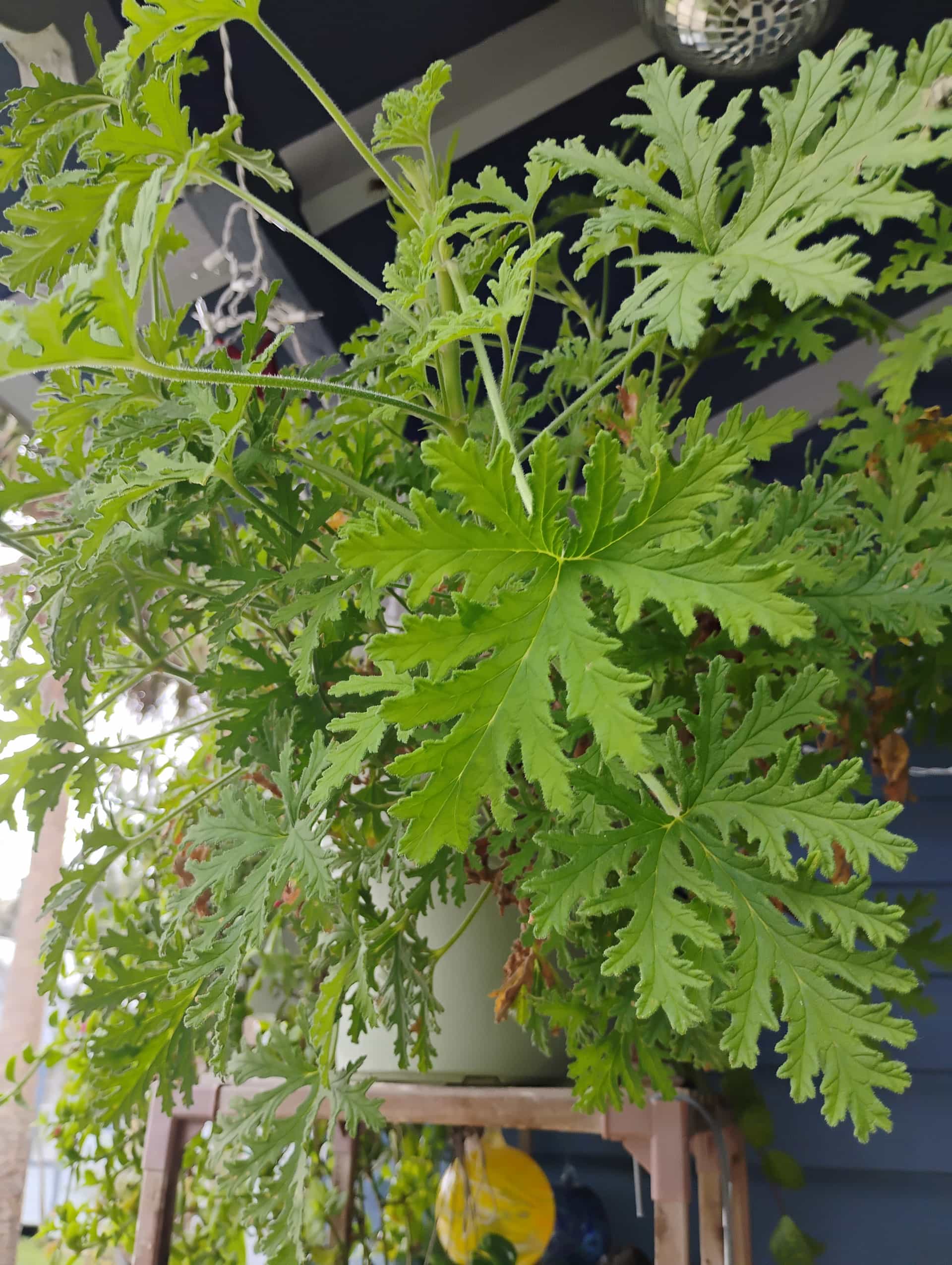 Geranium (Pelargonium hortorum), Annual
